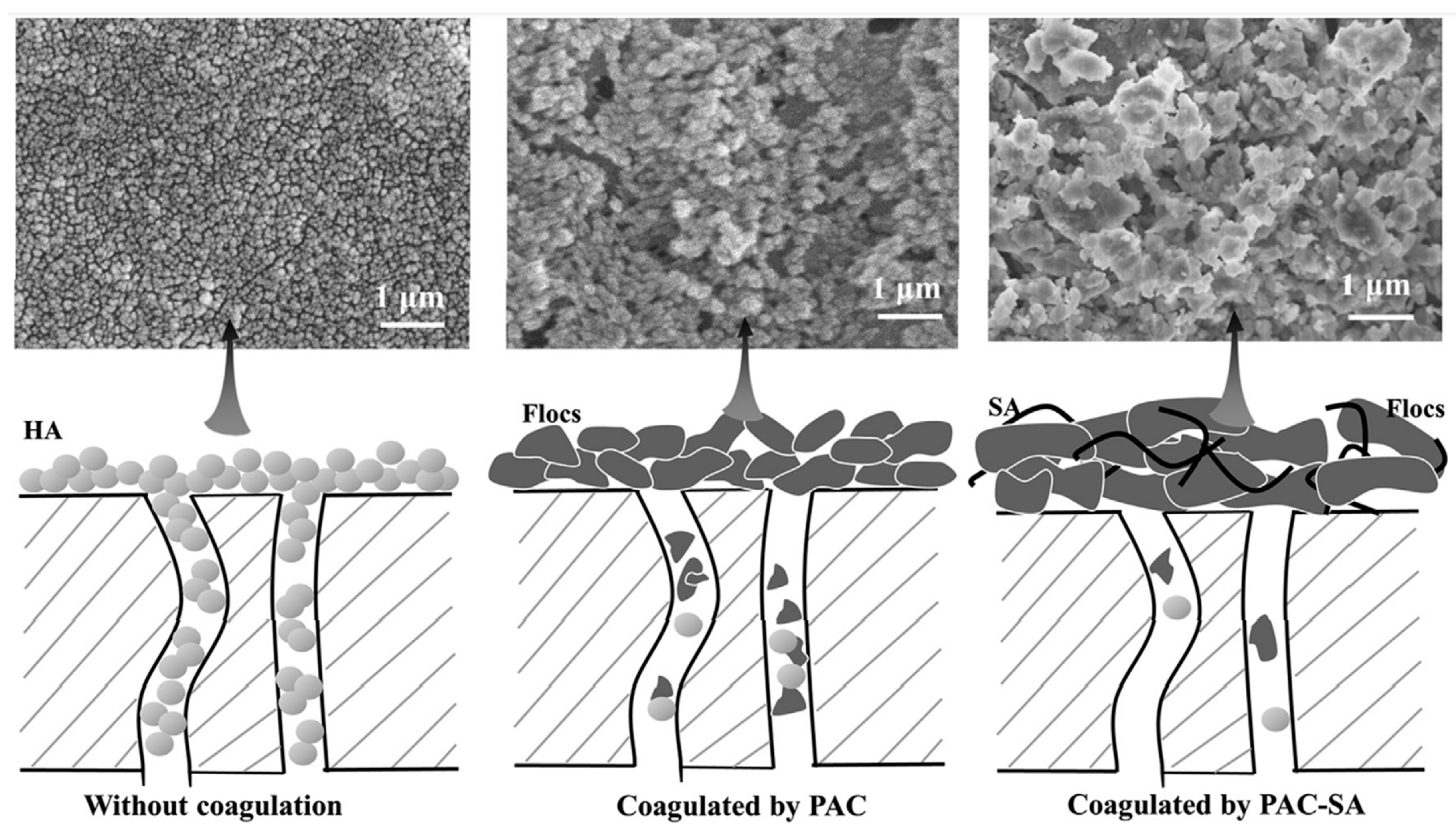 Membranes 13 00077 g003