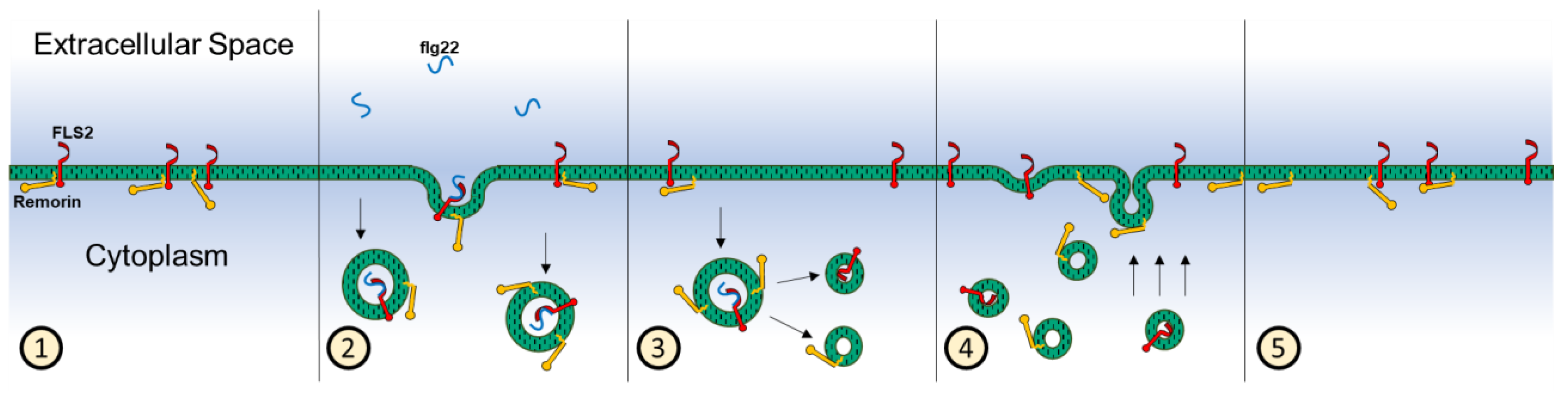 Membranes 13 00142 g008