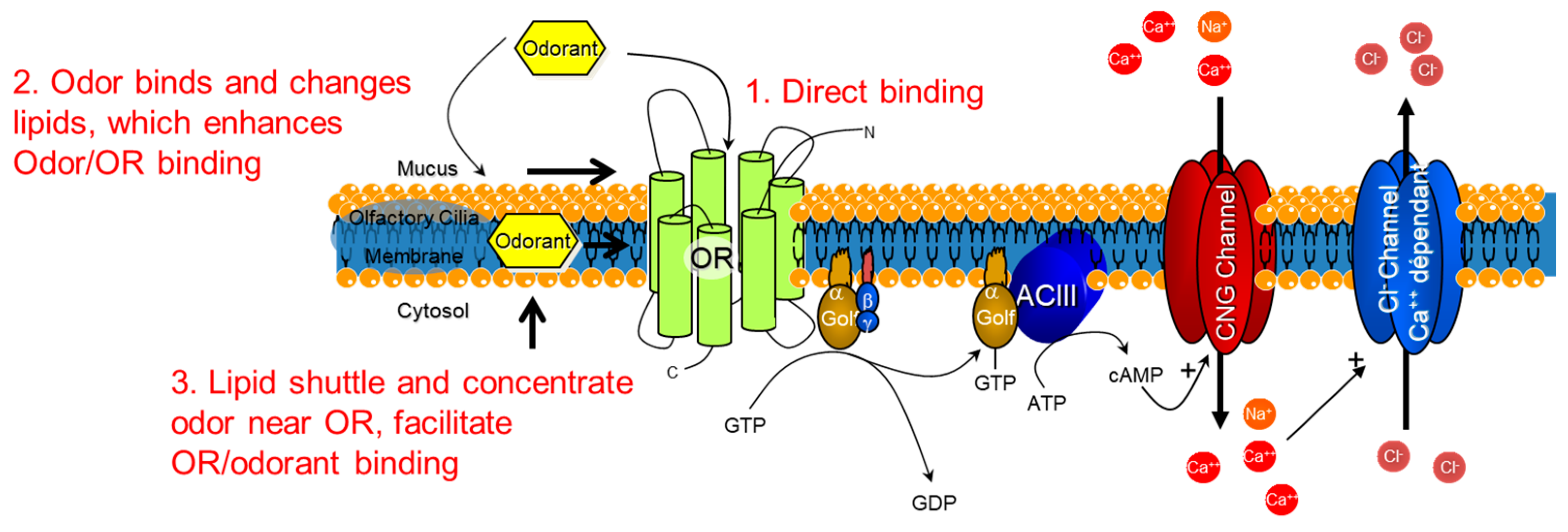 Membranes 13 00151 g008 Membranes 13 00151 g008