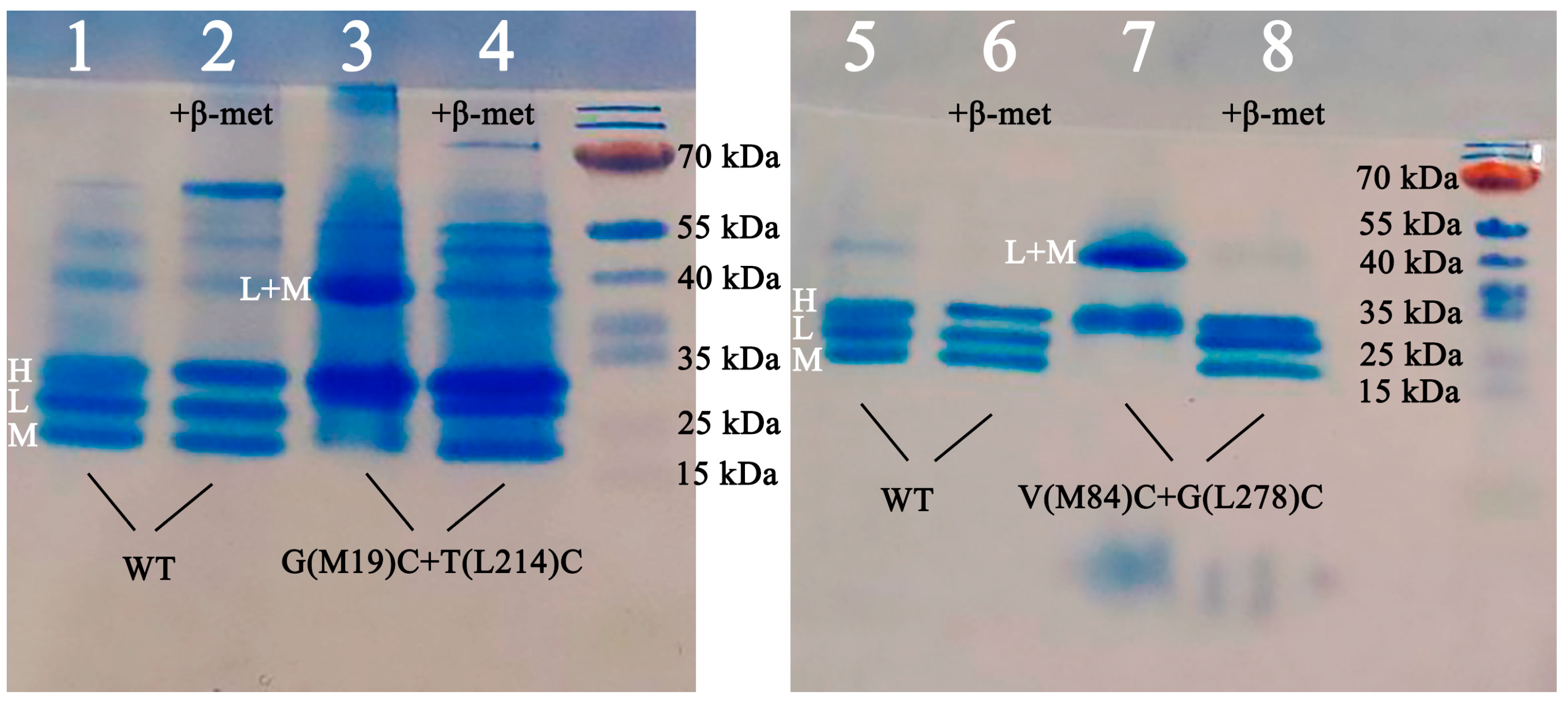 Membranes 13 00154 g003