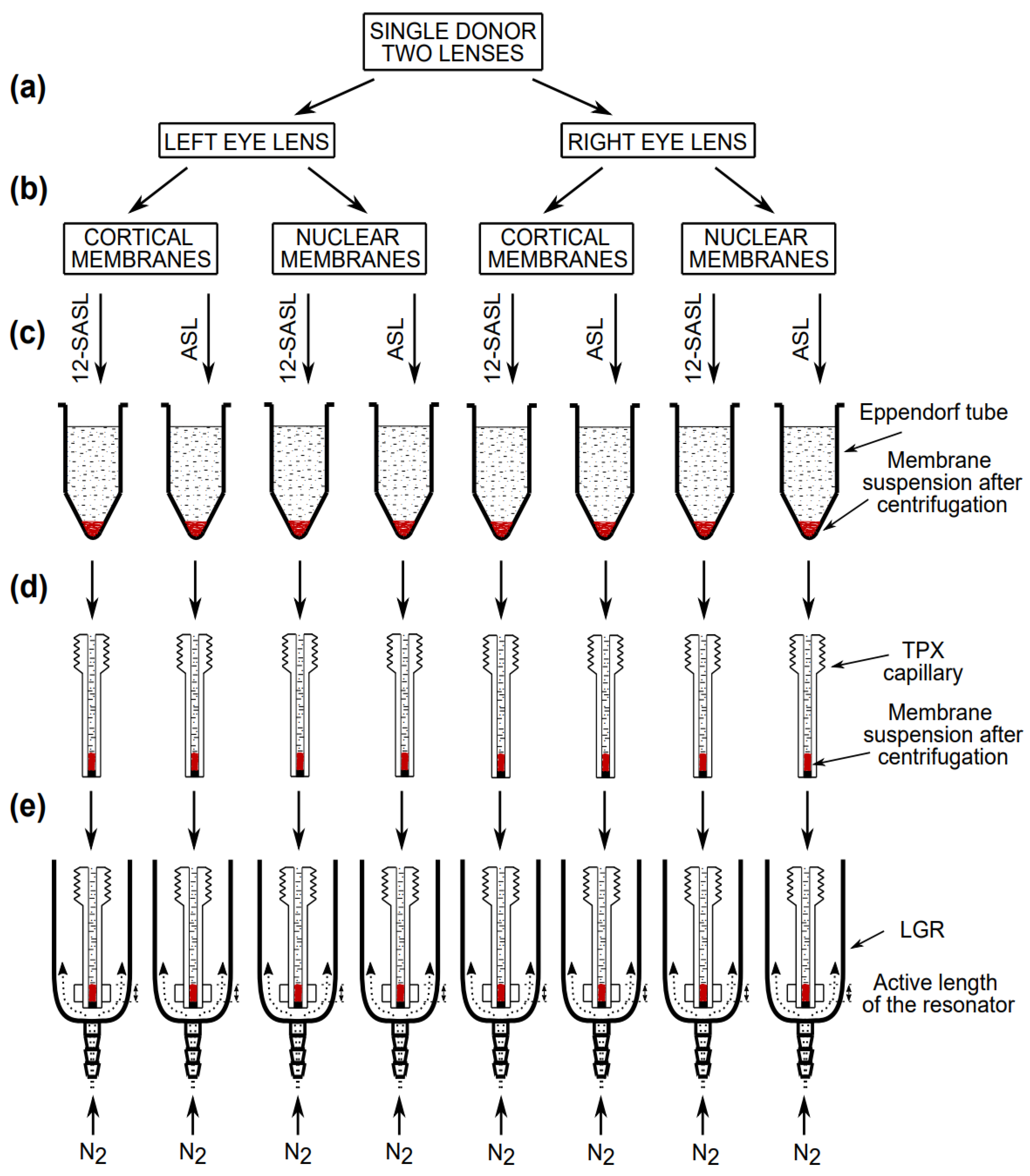 Membranes 13 00189 g002