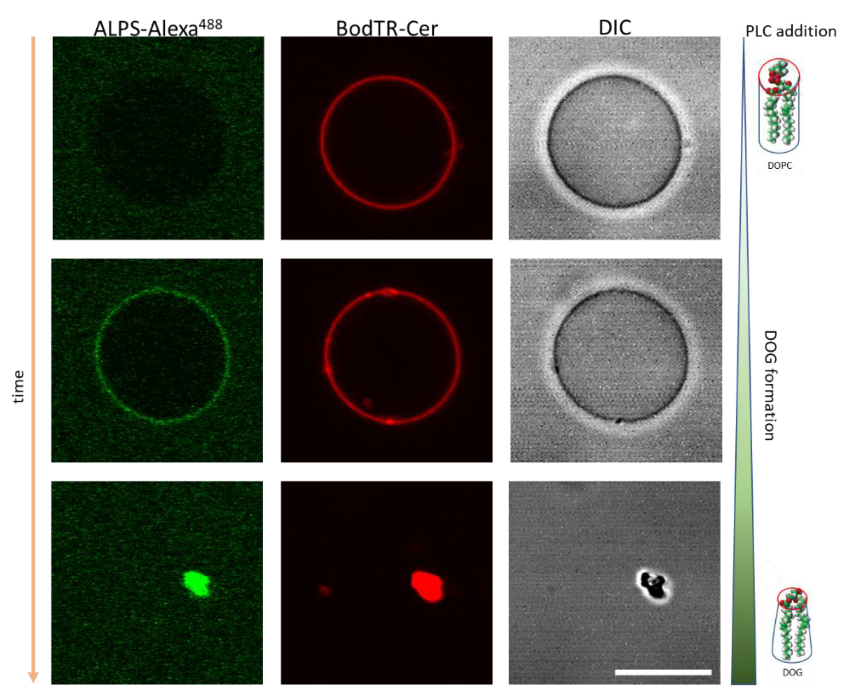 Membranes 13 00190 g003 Membranes 13 00190 g003