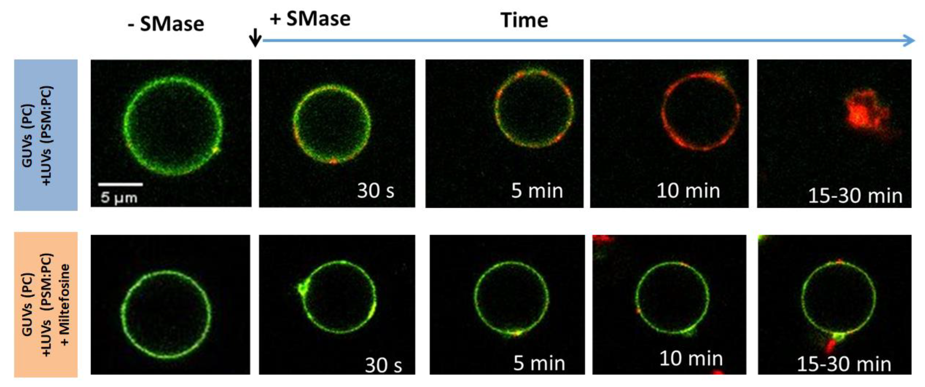 Membranes 13 00190 g004 Membranes 13 00190 g004