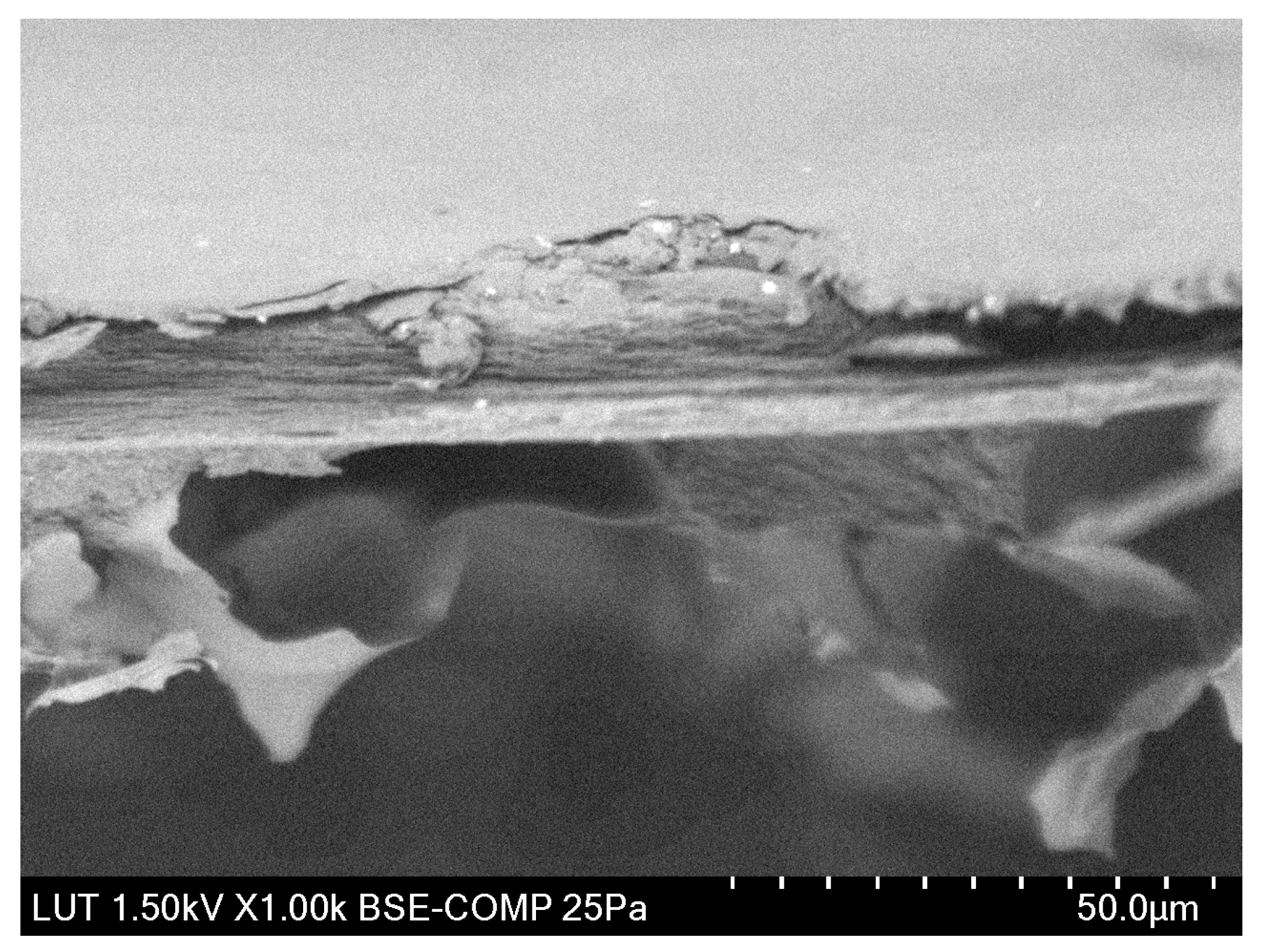 Membranes 13 00198 g005