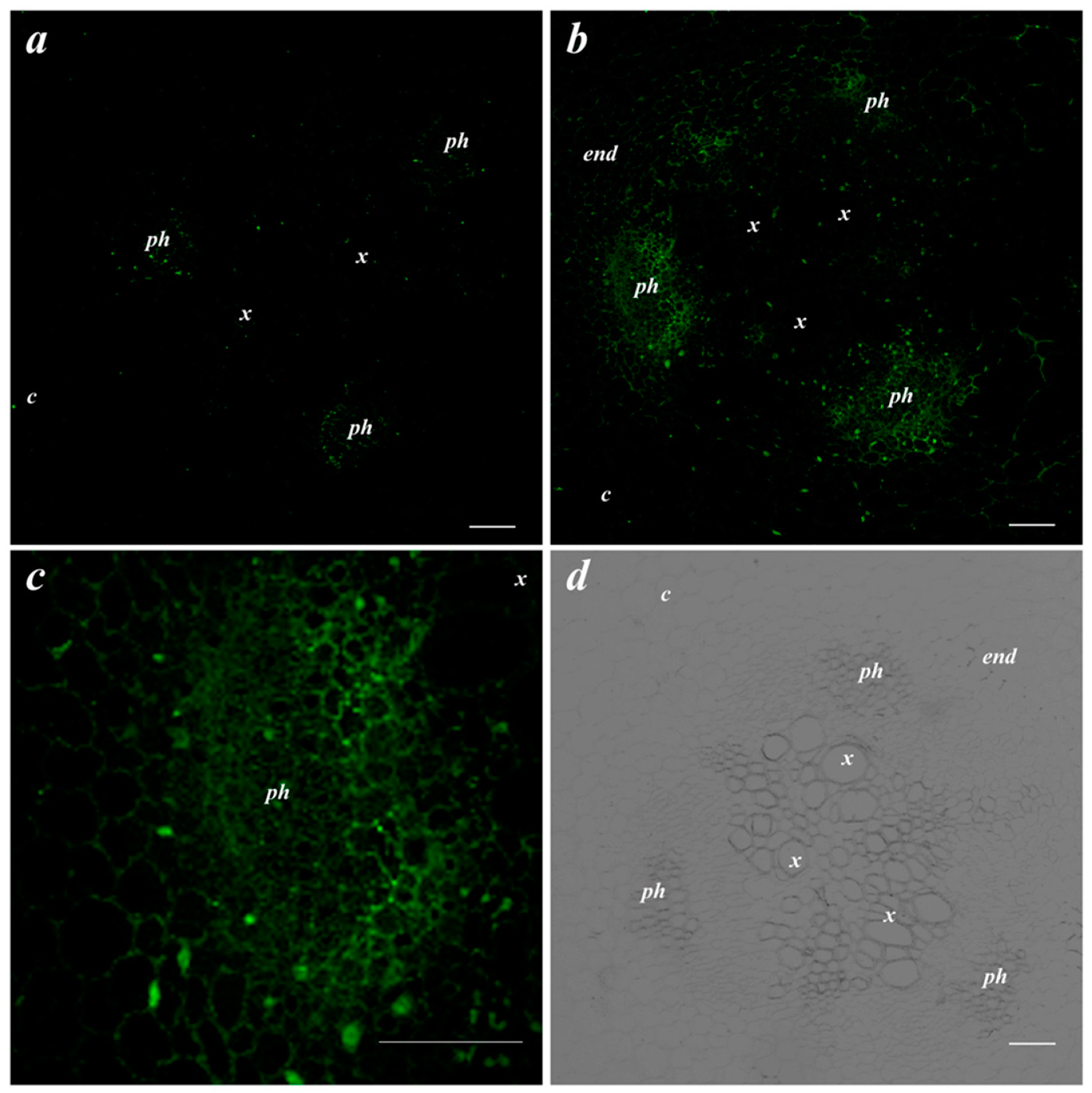 Membranes 13 00208 g002