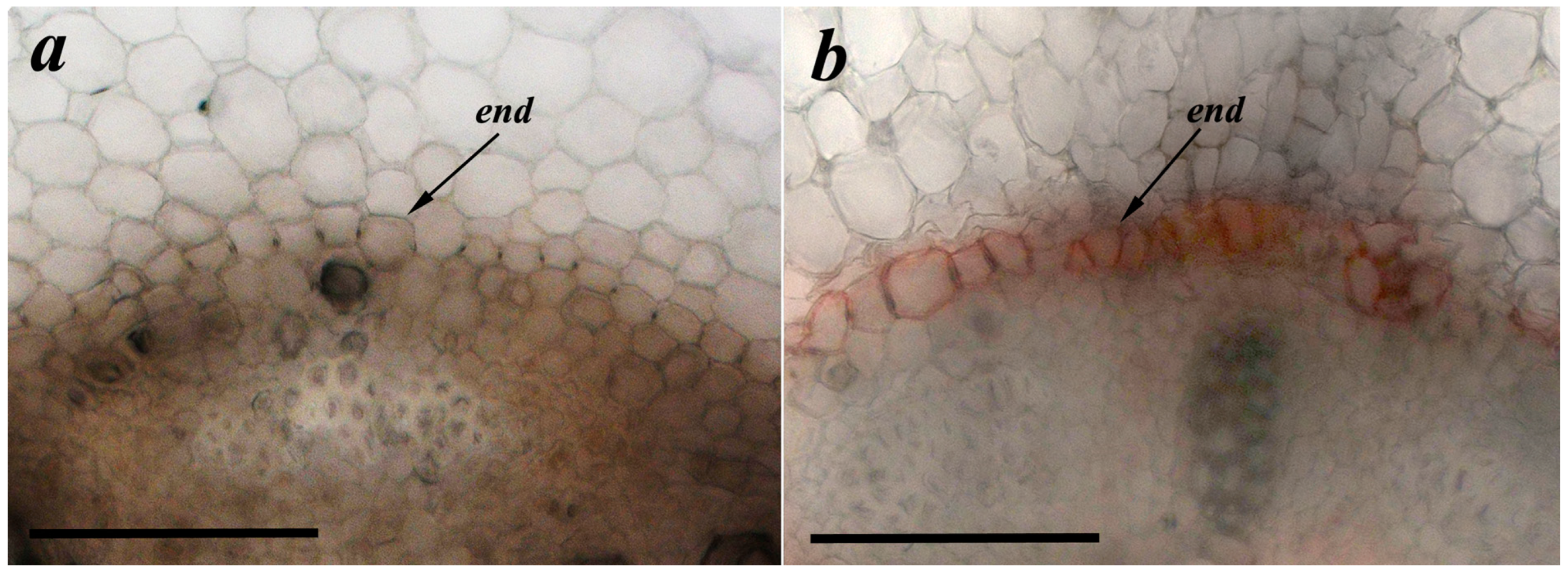 Membranes 13 00208 g003