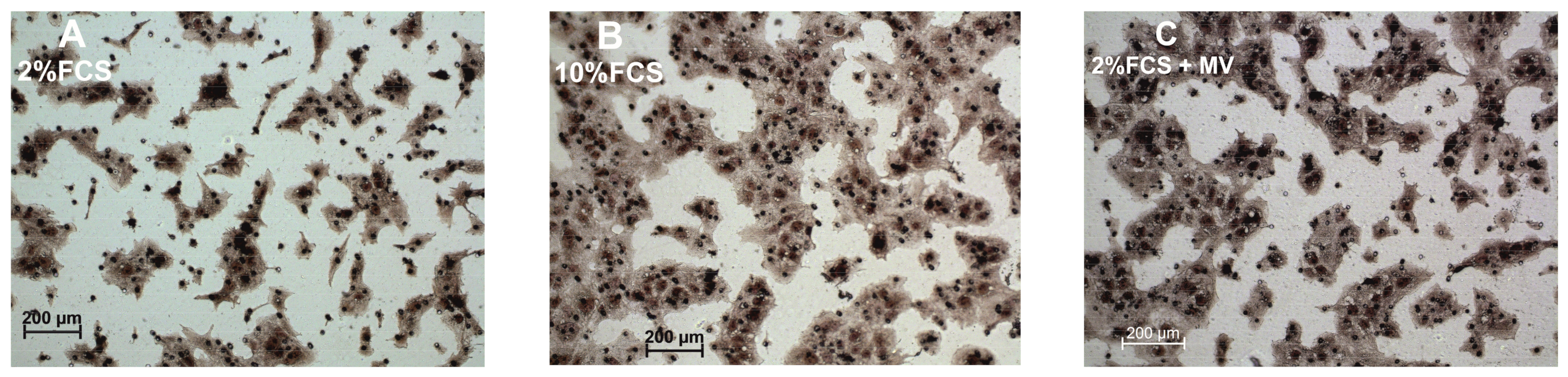 Membranes 13 00213 g001