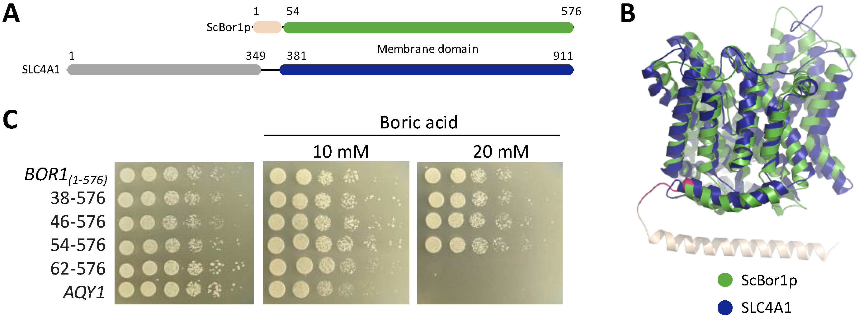 Membranes 13 00235 g001