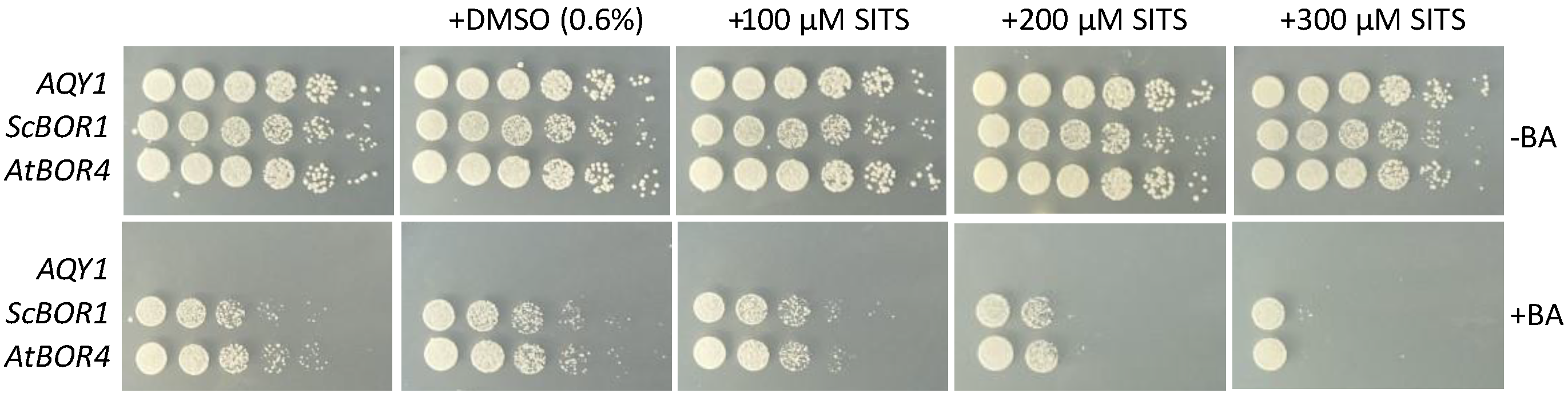 Membranes 13 00235 g003