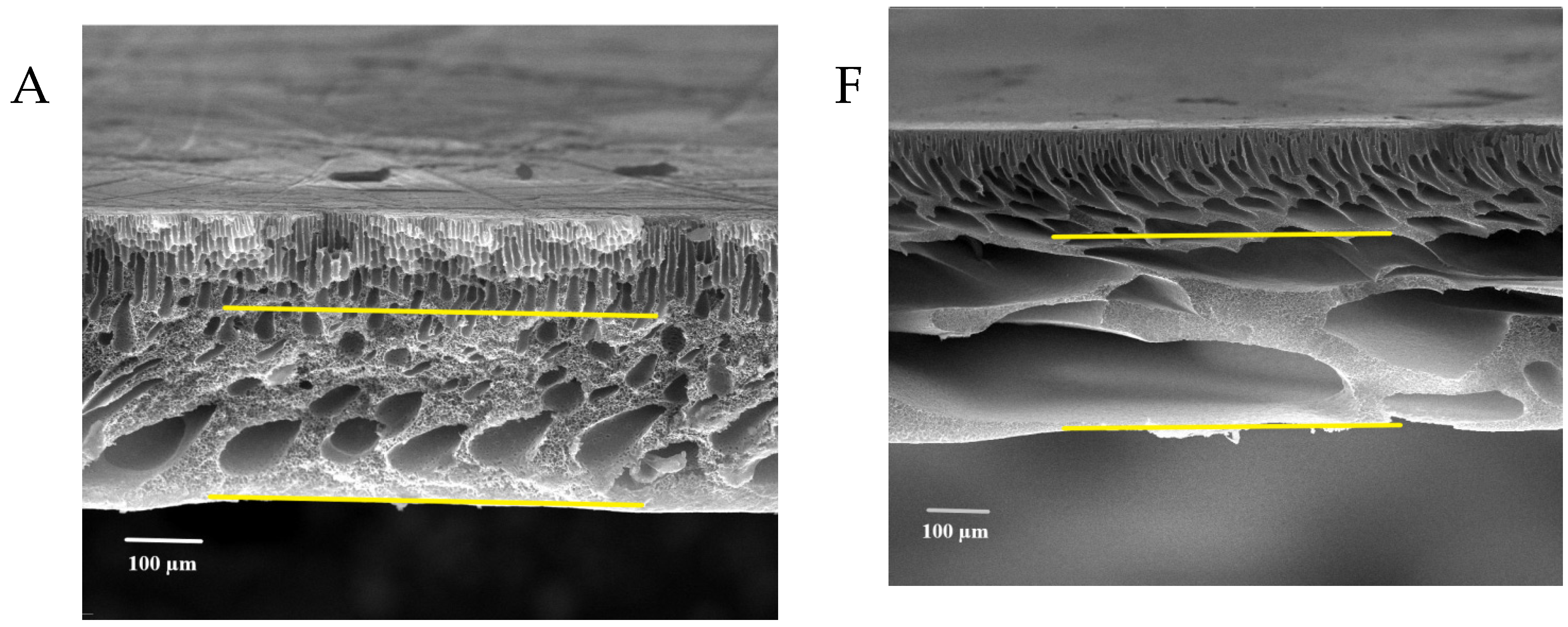 Membranes 13 00269 g008a