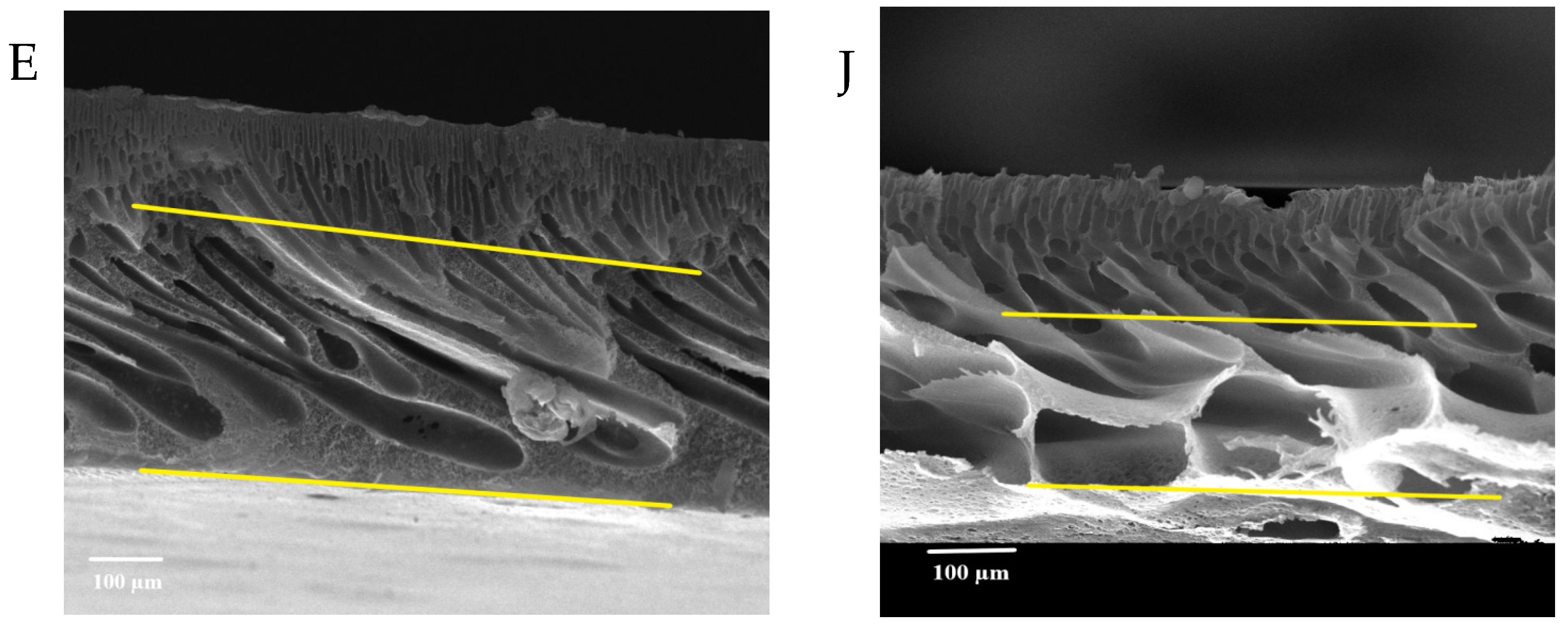 Membranes 13 00269 g008c