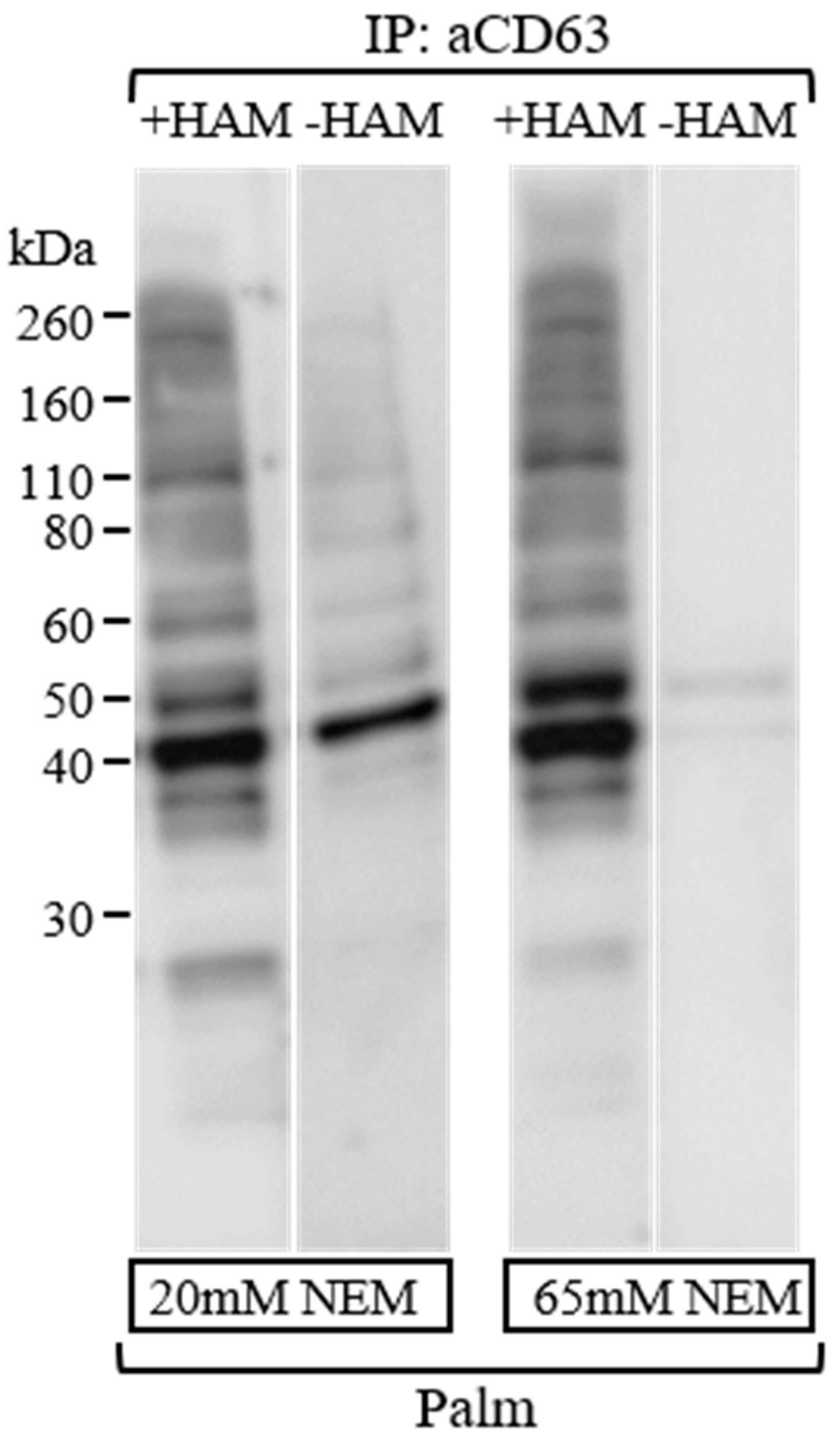 Membranes 13 00361 g003