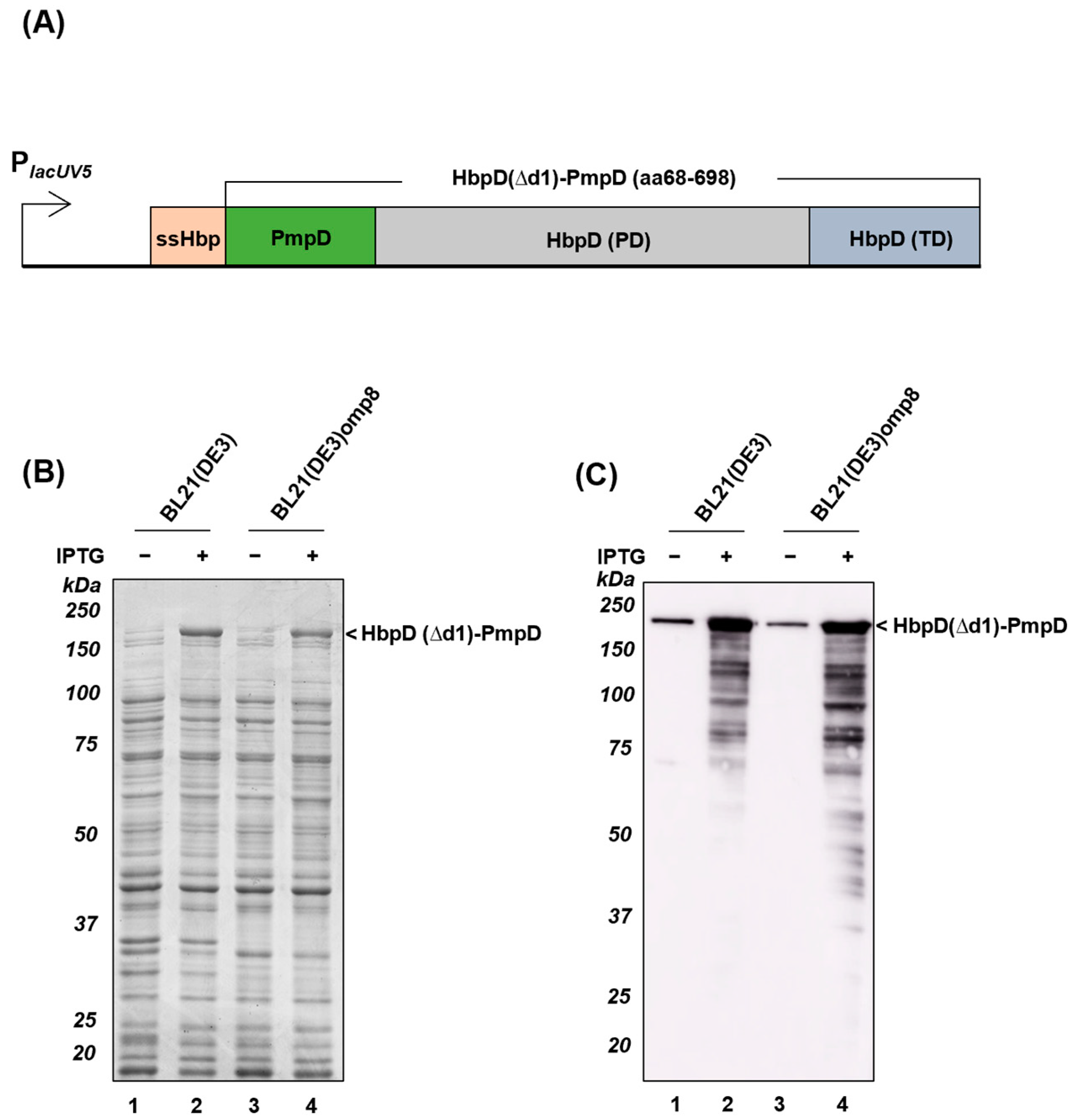 Membranes 13 00366 g002