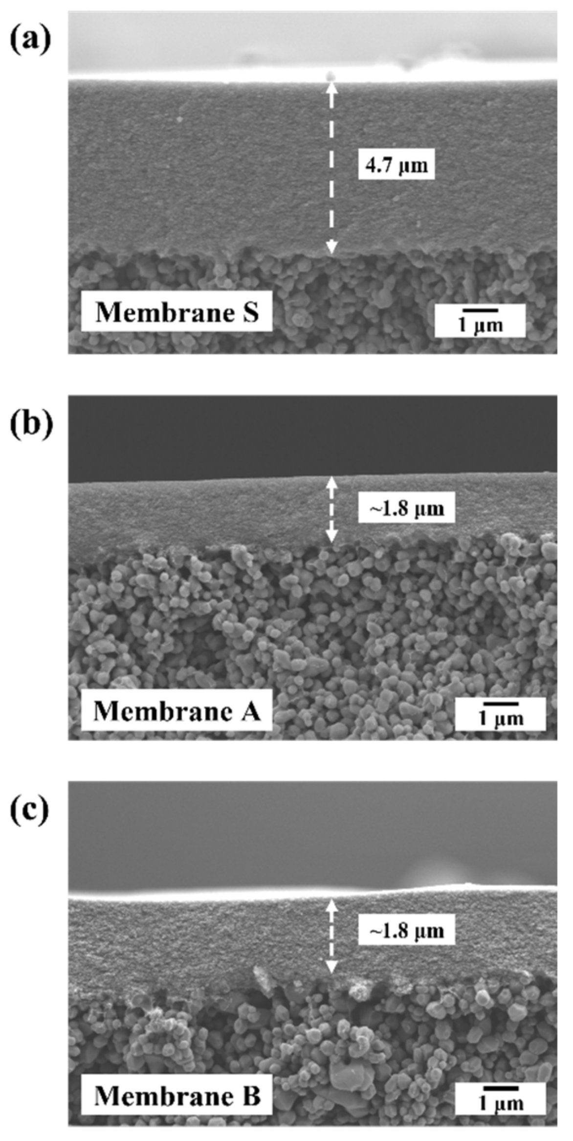Membranes 13 00405 g002