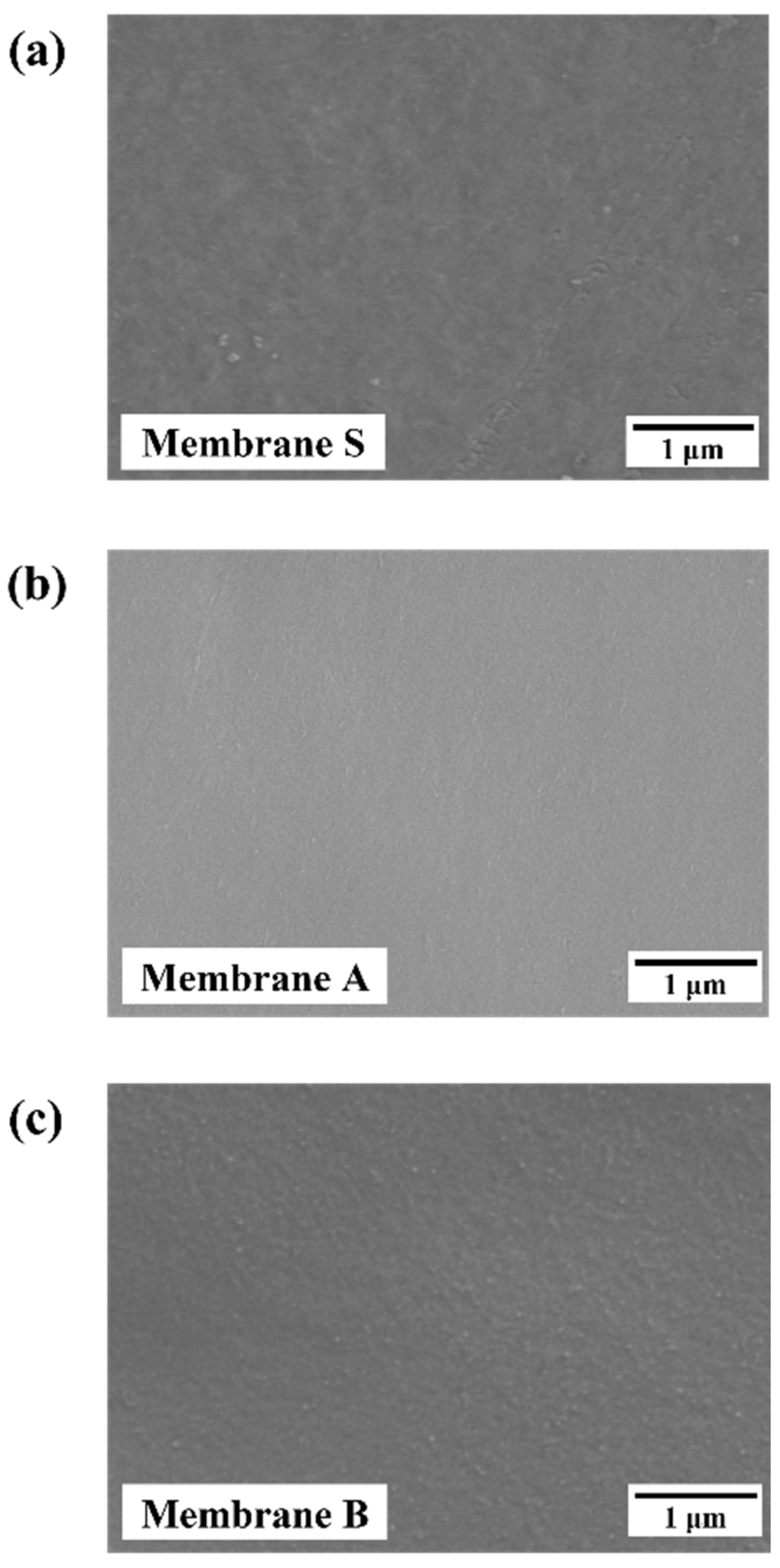 Membranes 13 00405 g004