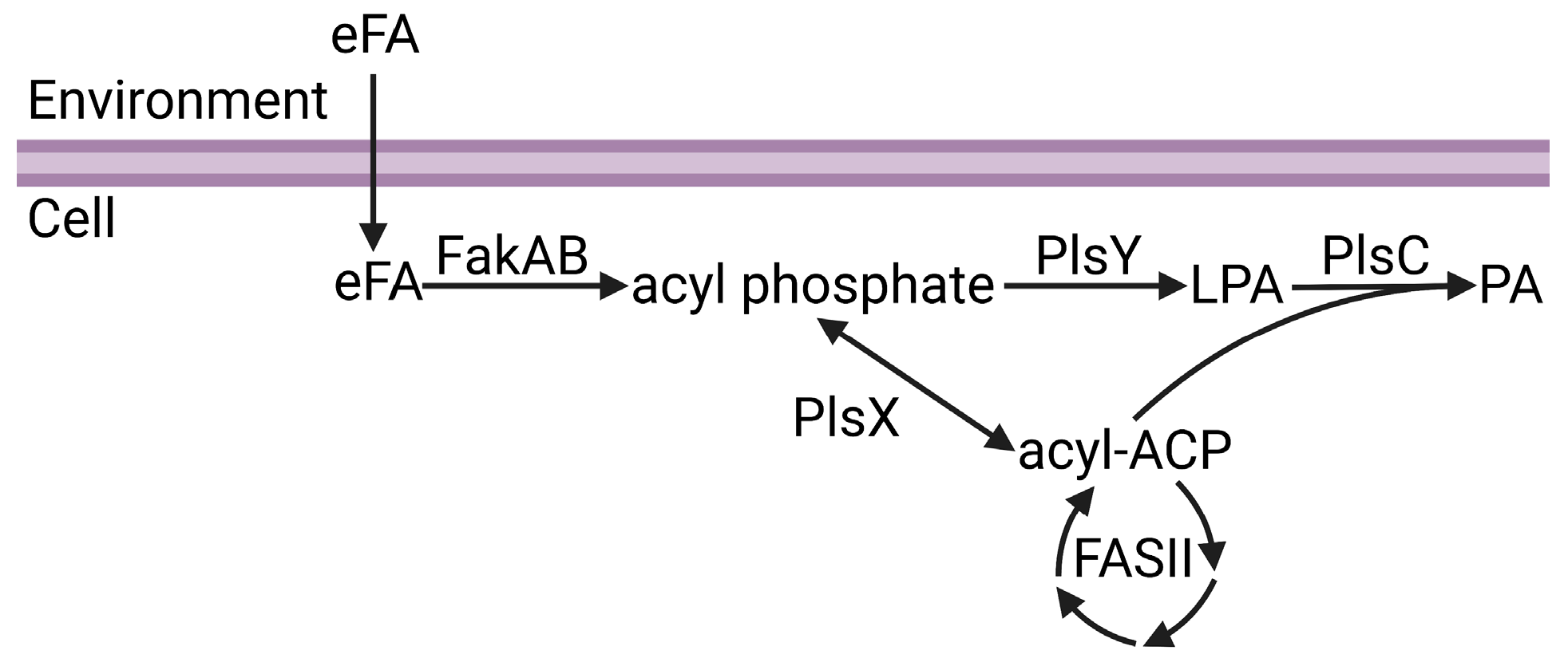 Membranes 13 00423 g001