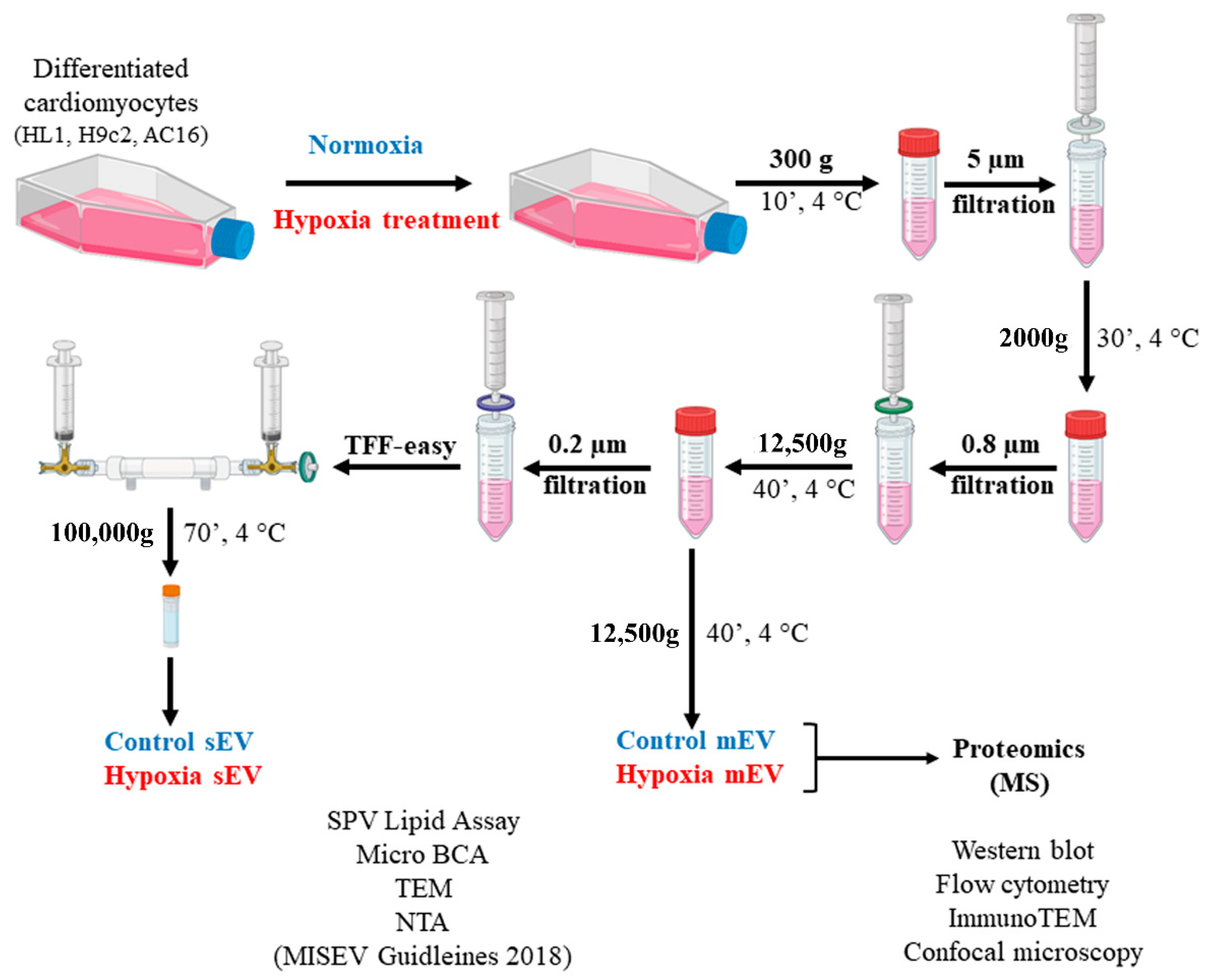 Membranes 13 00431 g001