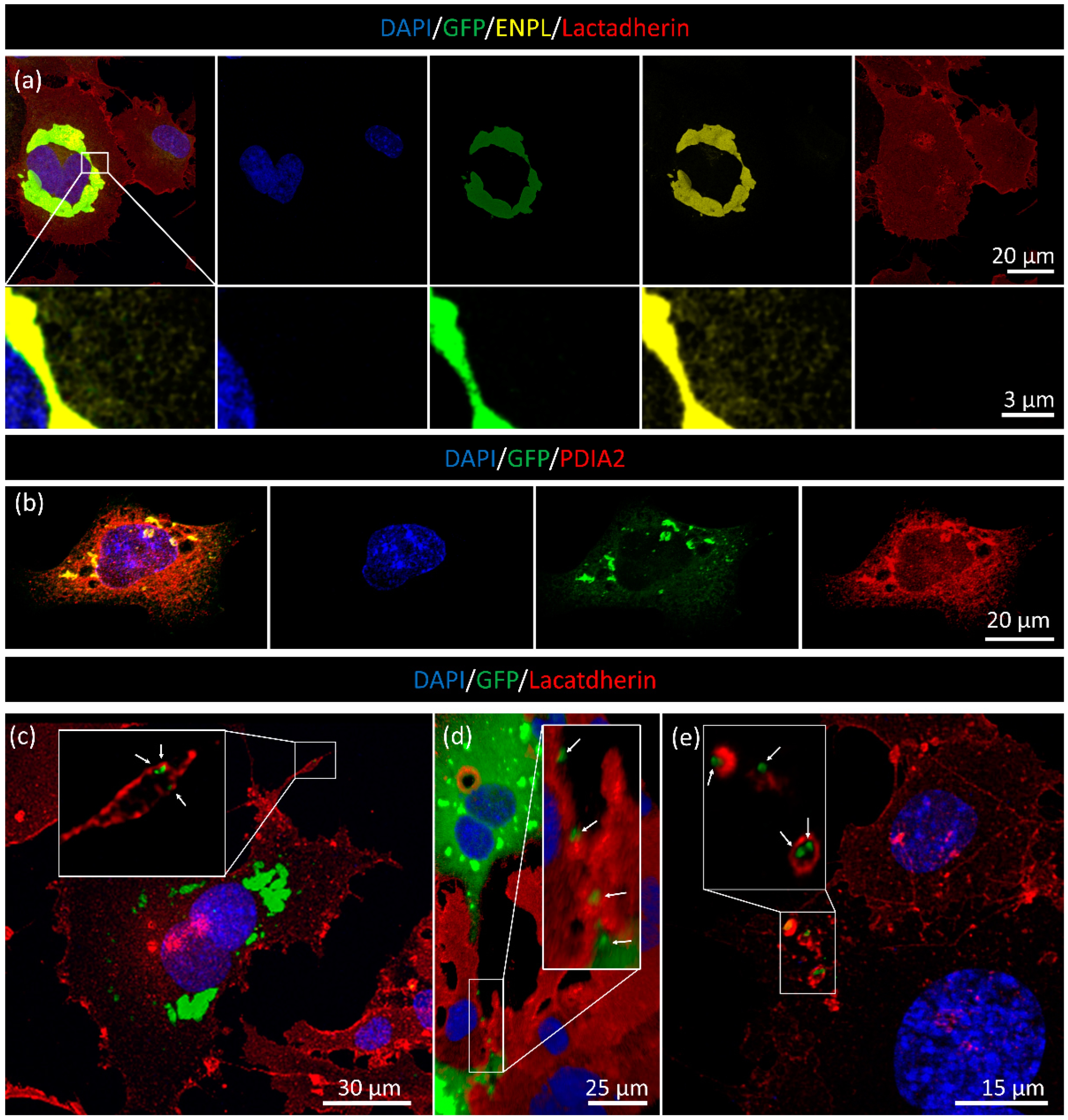 Membranes 13 00431 g006