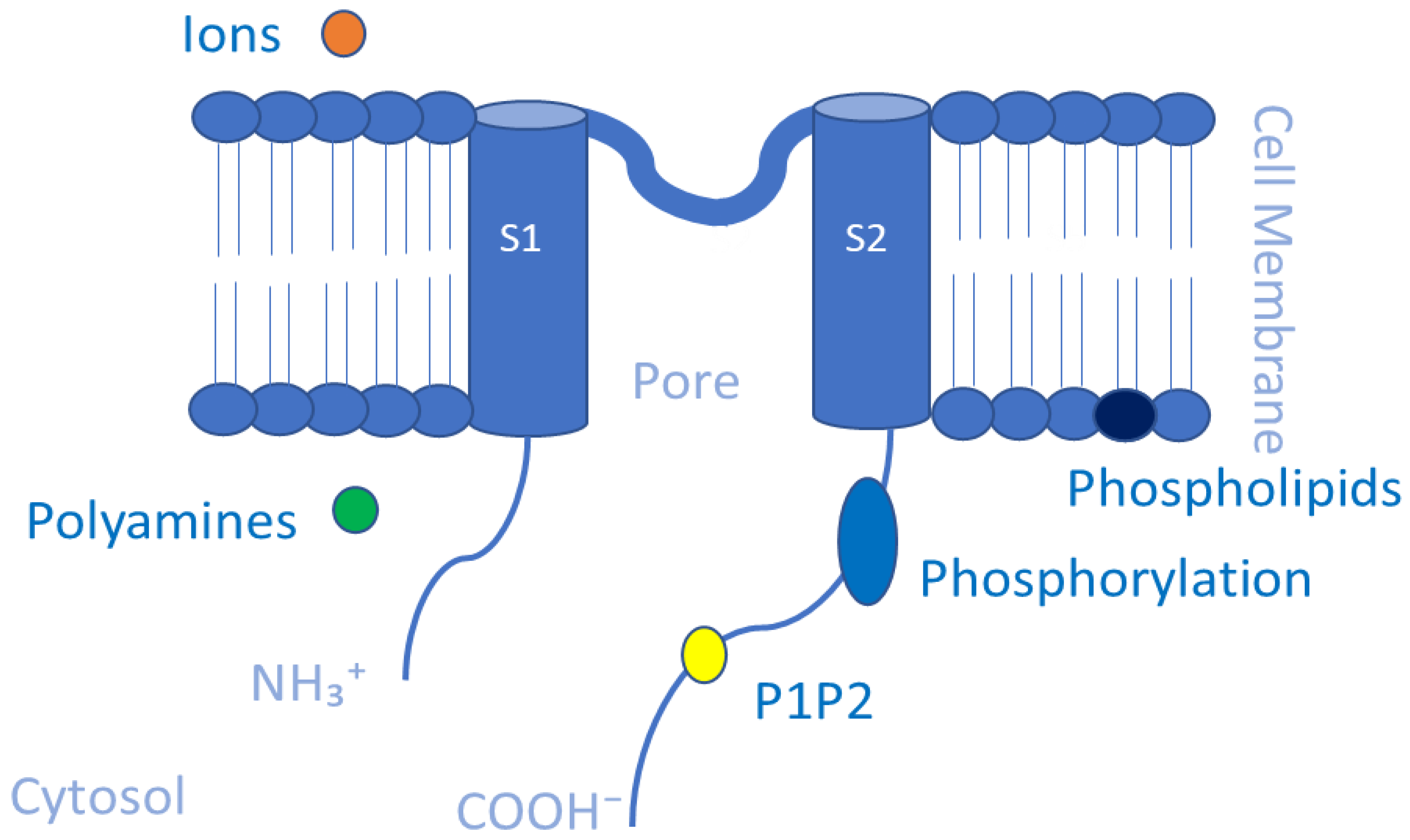 Membranes 13 00434 g004