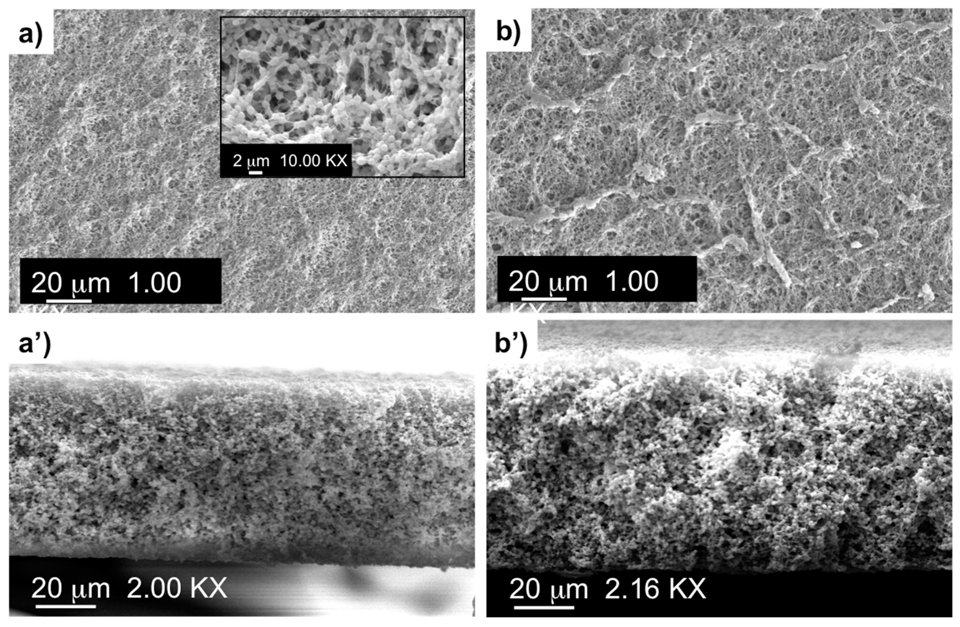 Membranes 13 00437 g001