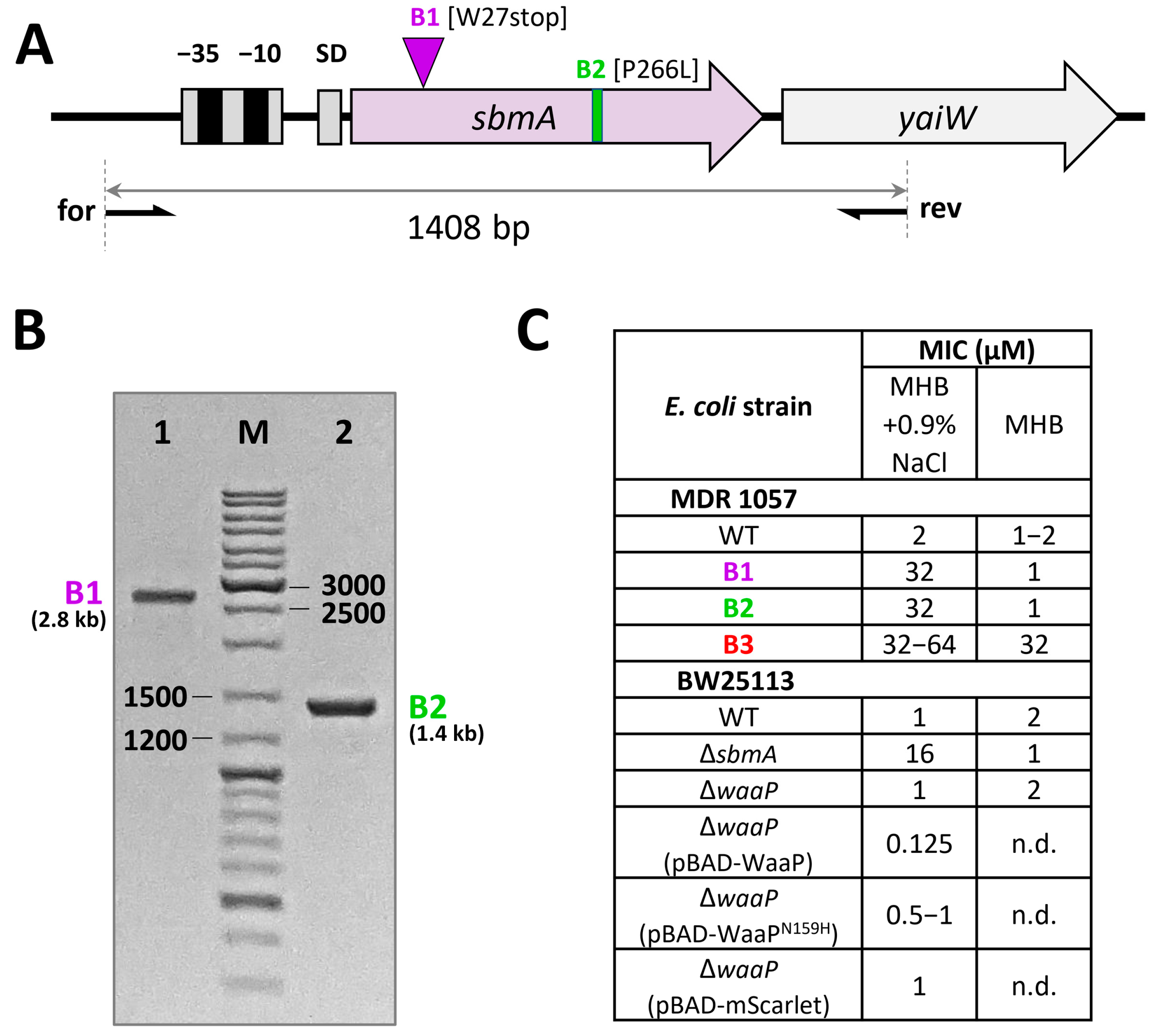 Membranes 13 00438 g003