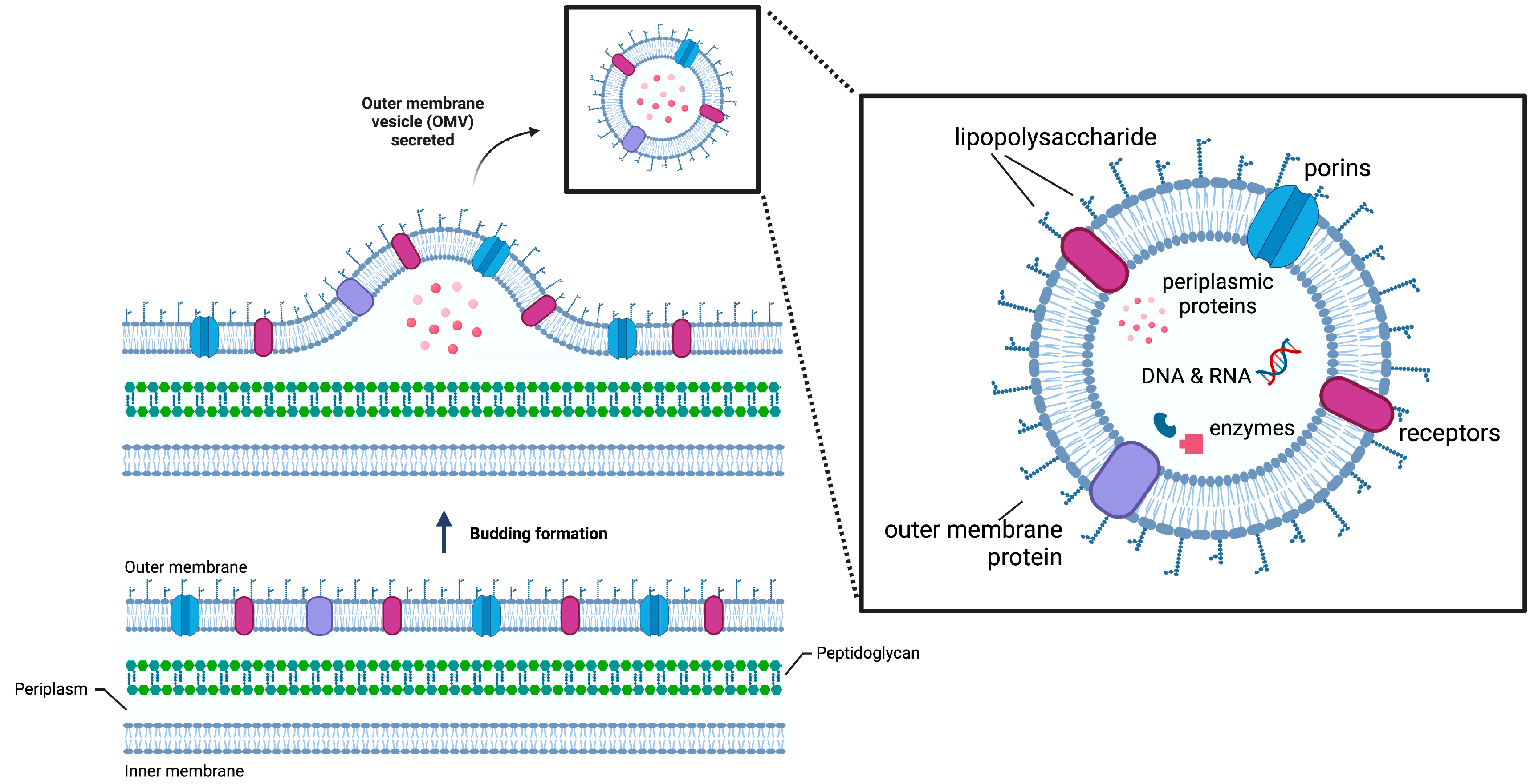 Membranes 13 00459 g001
