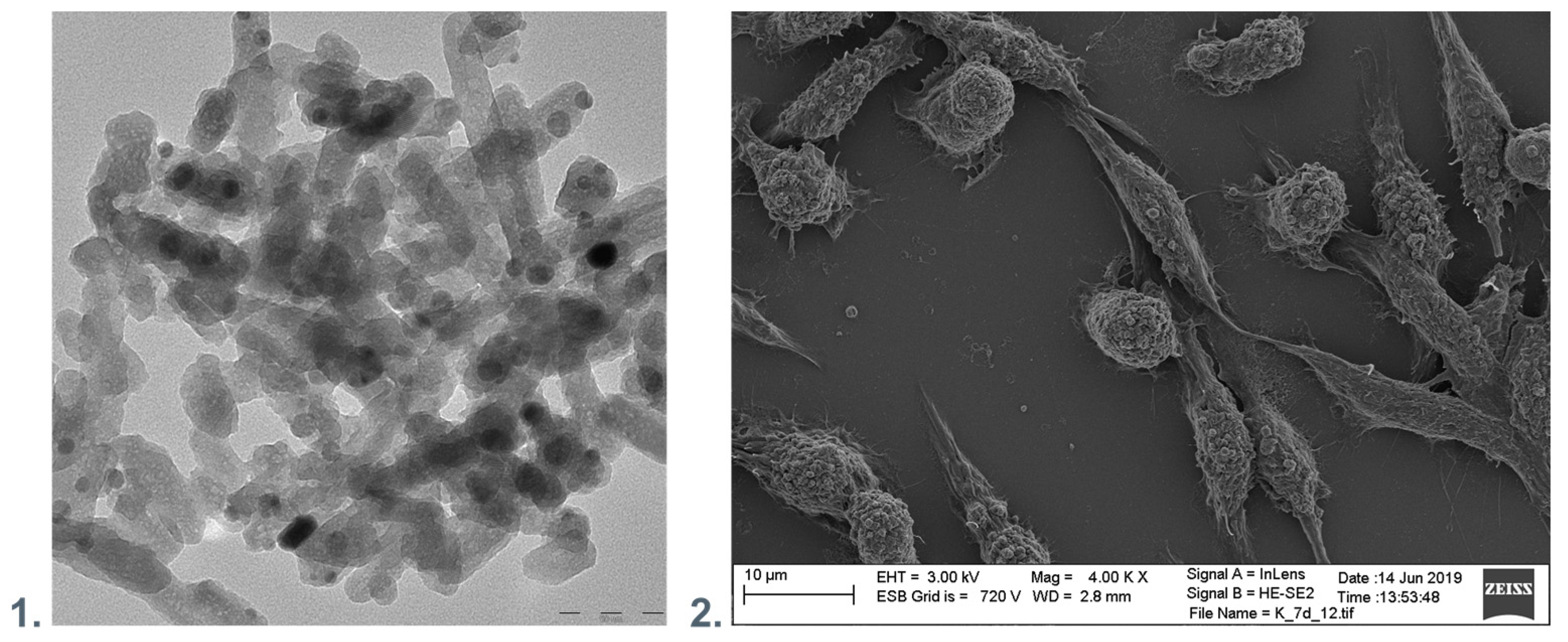 Membranes 13 00464 g003