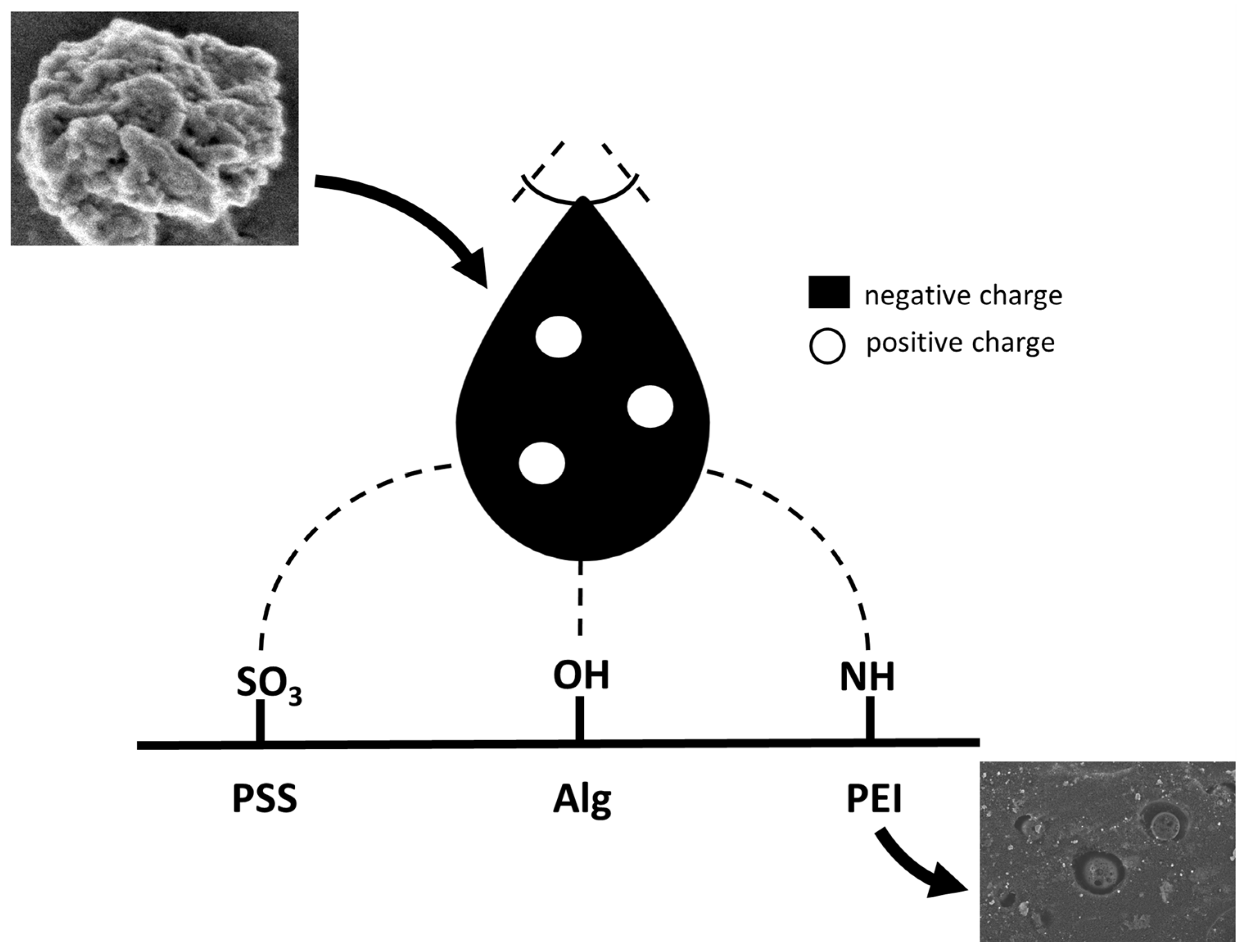 Membranes 13 00464 g006