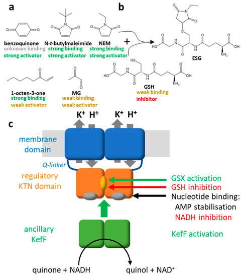 Membranes 13 00465 g002