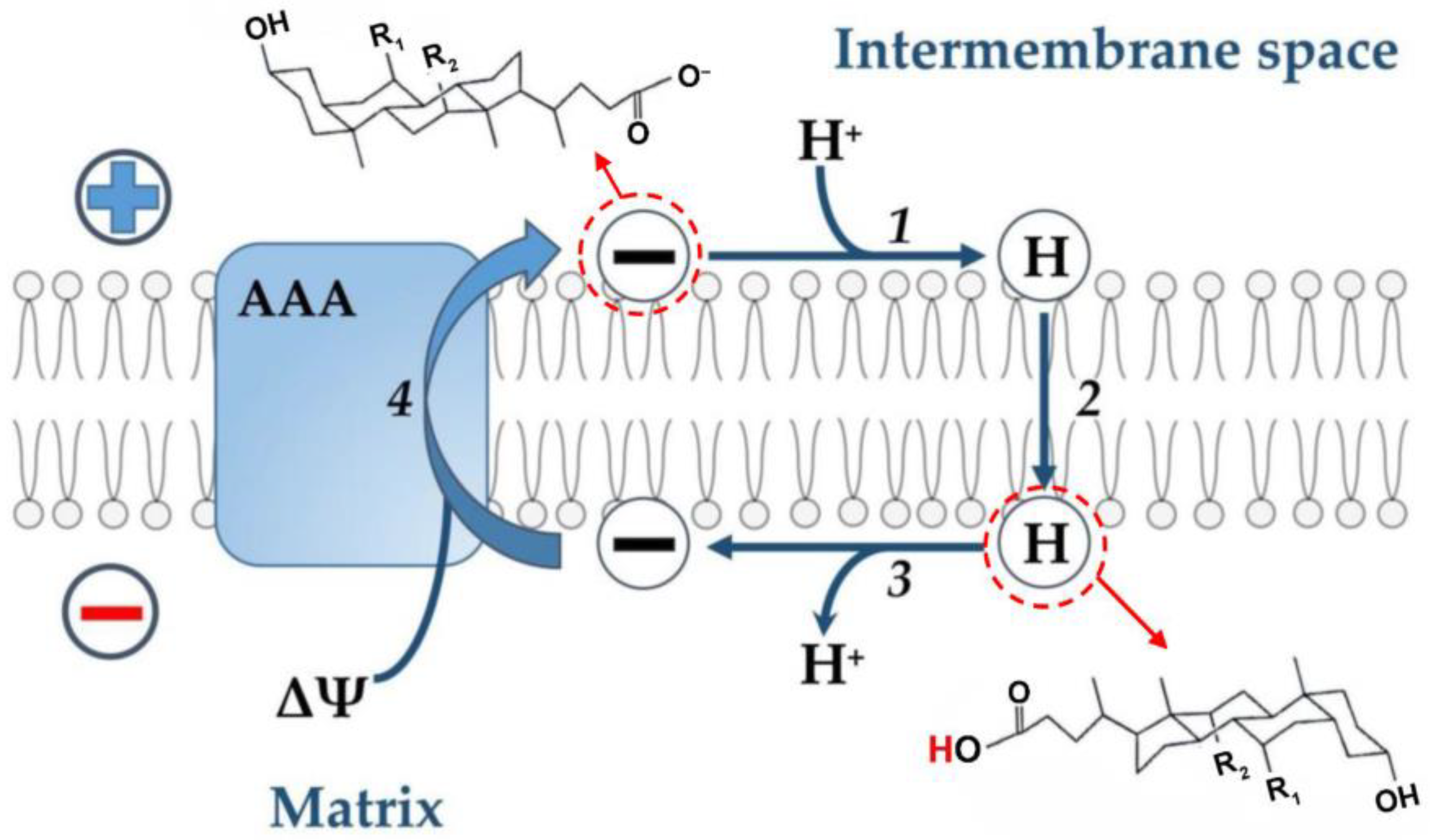 Membranes 13 00472 g002