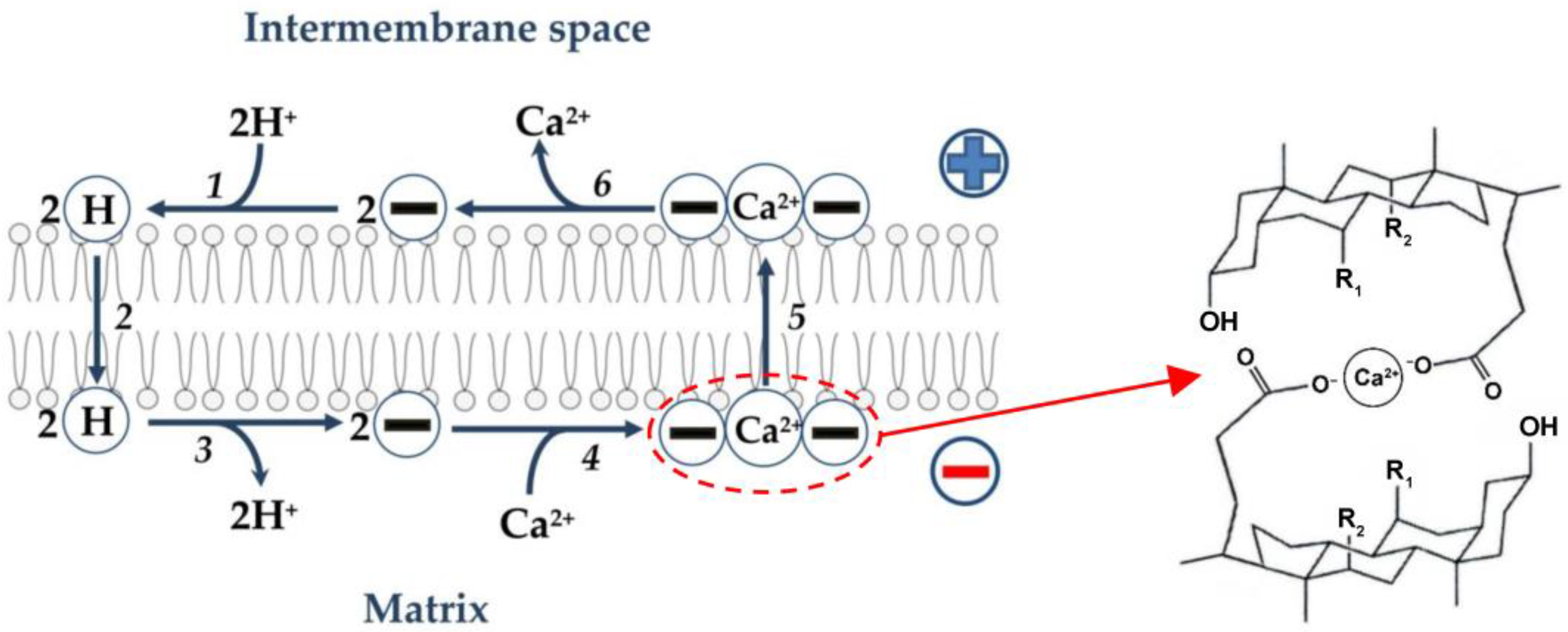Membranes 13 00472 g003