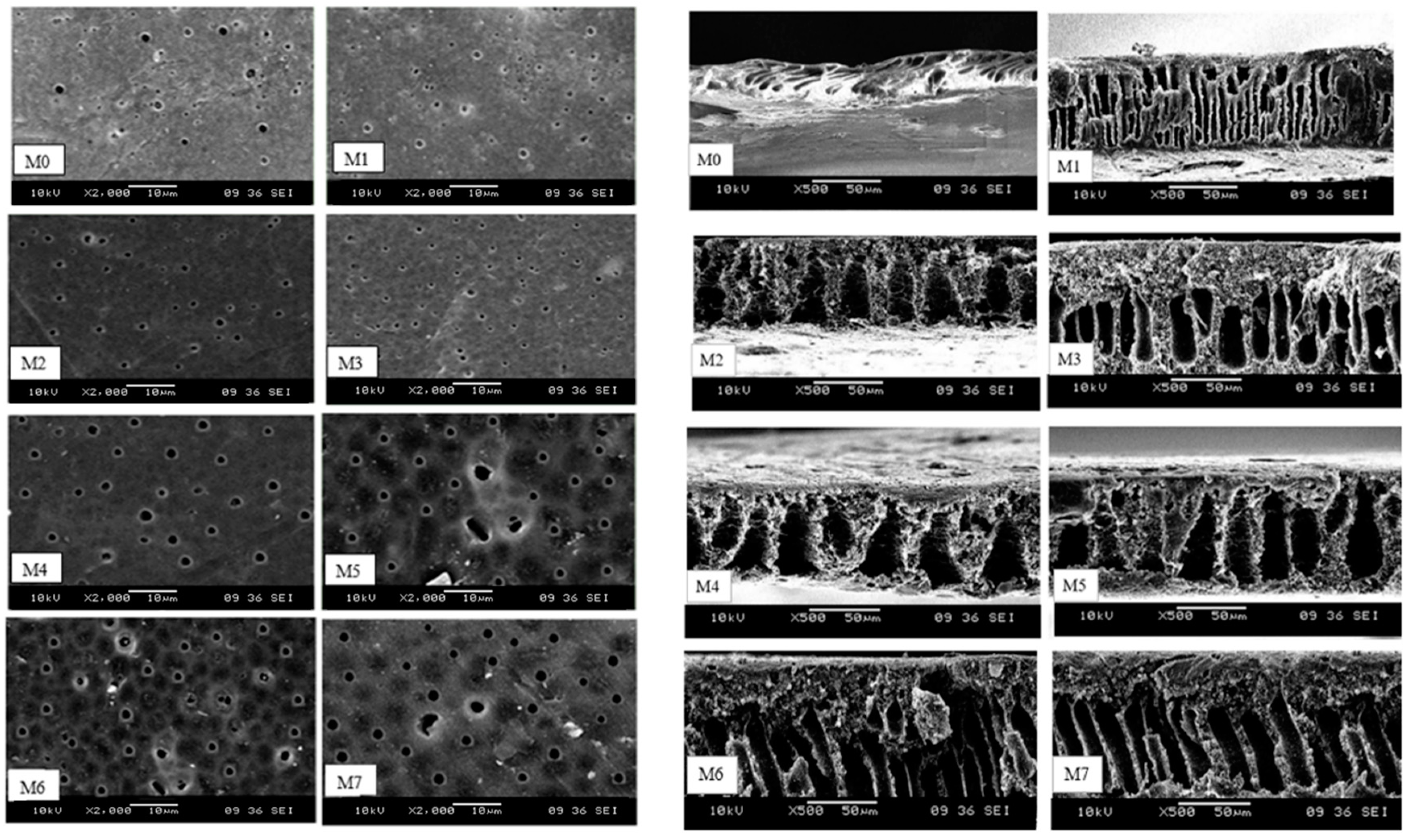 Membranes 13 00565 g005
