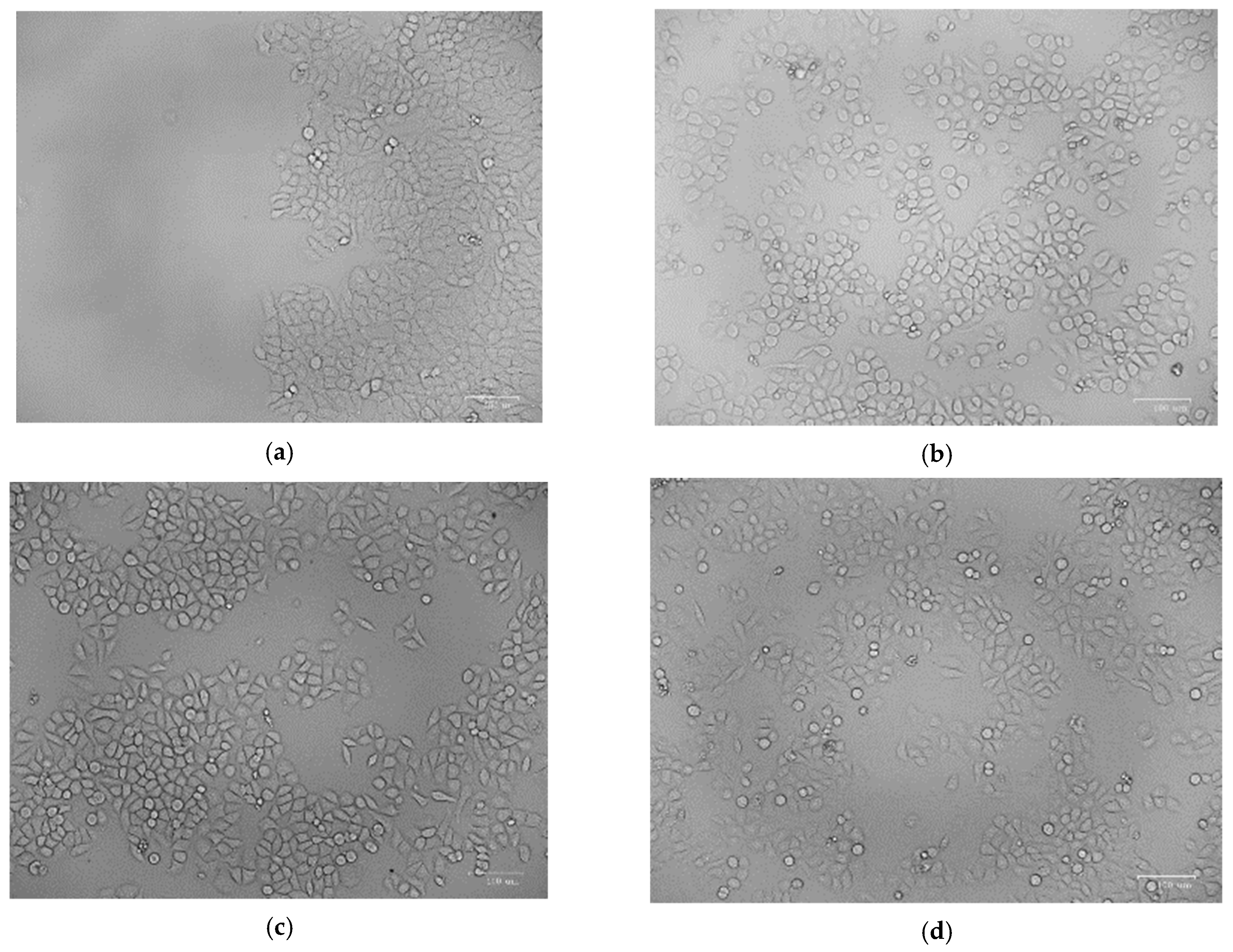 Membranes 13 00604 g010