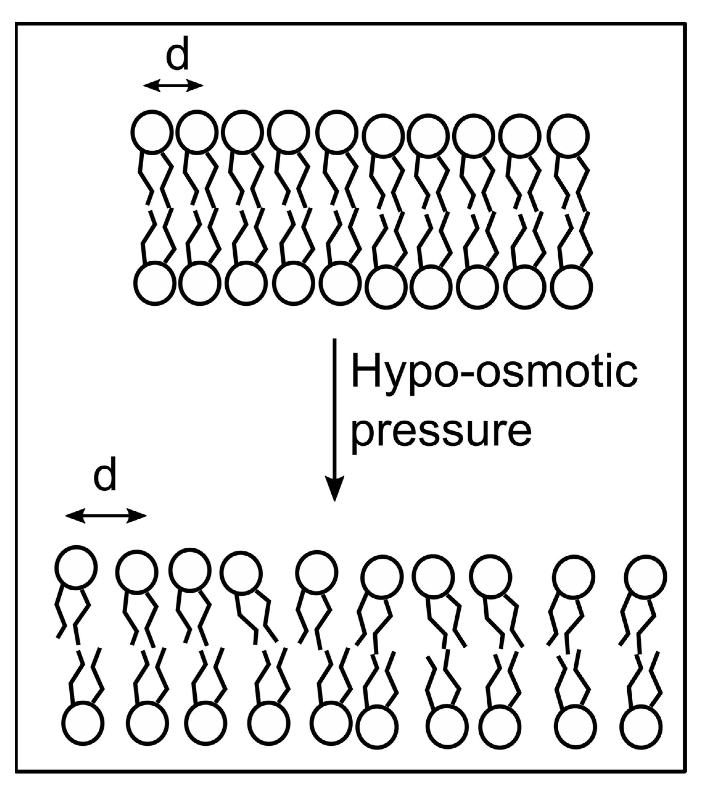 Membranes 13 00620 g003