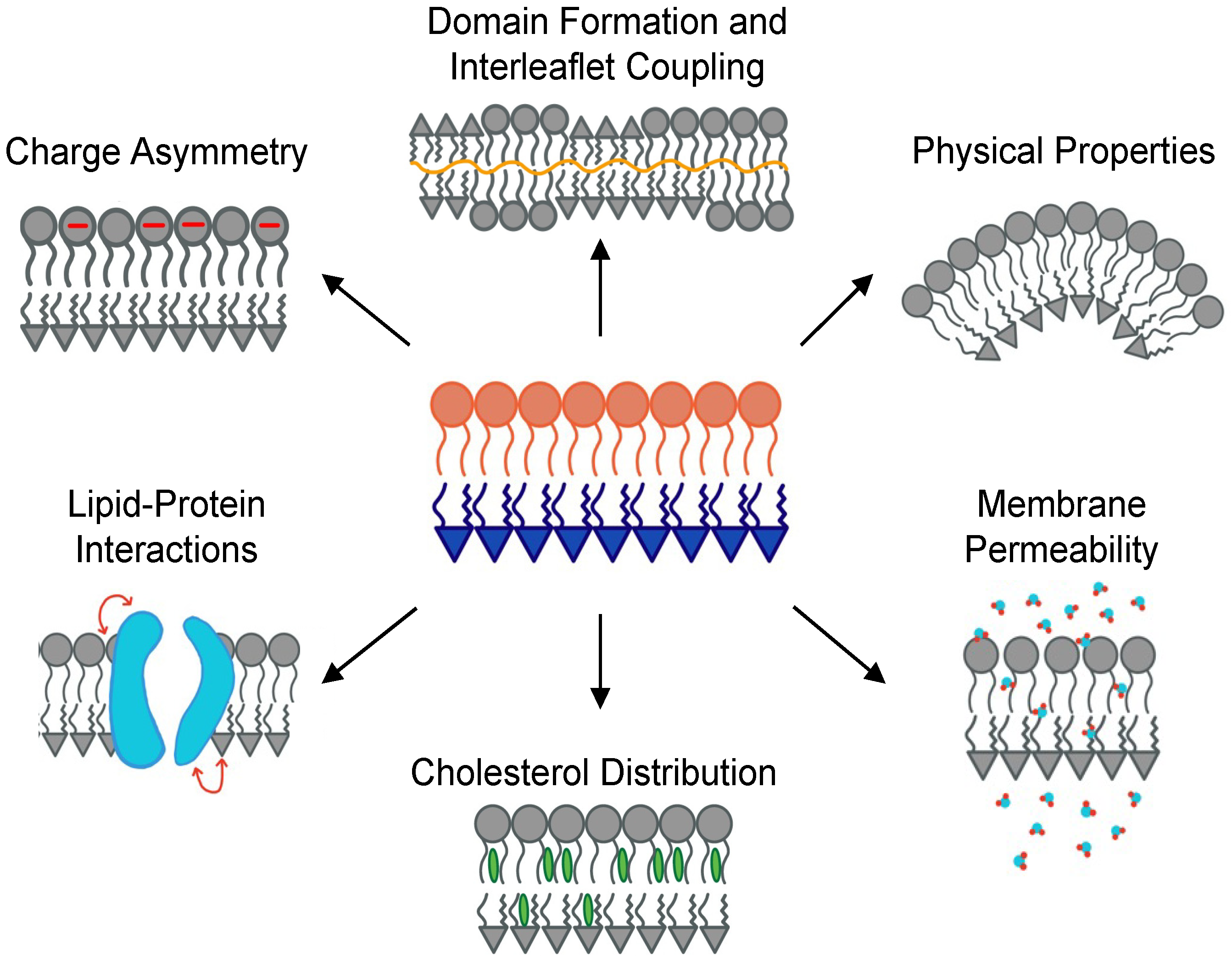 Membranes 13 00629 g001