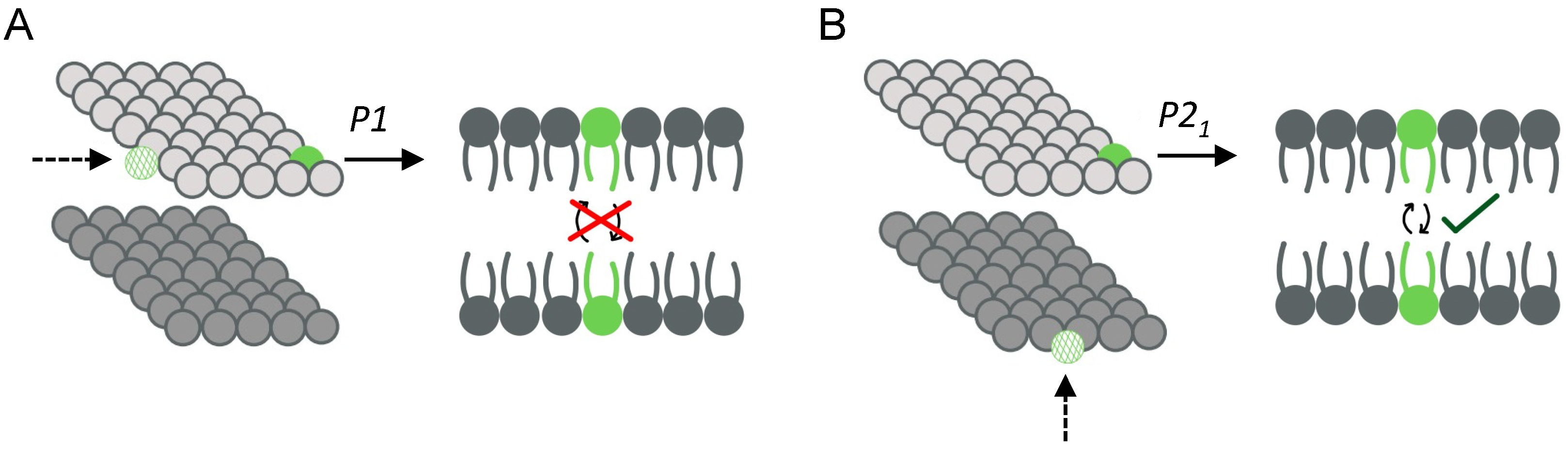 Membranes 13 00629 g002