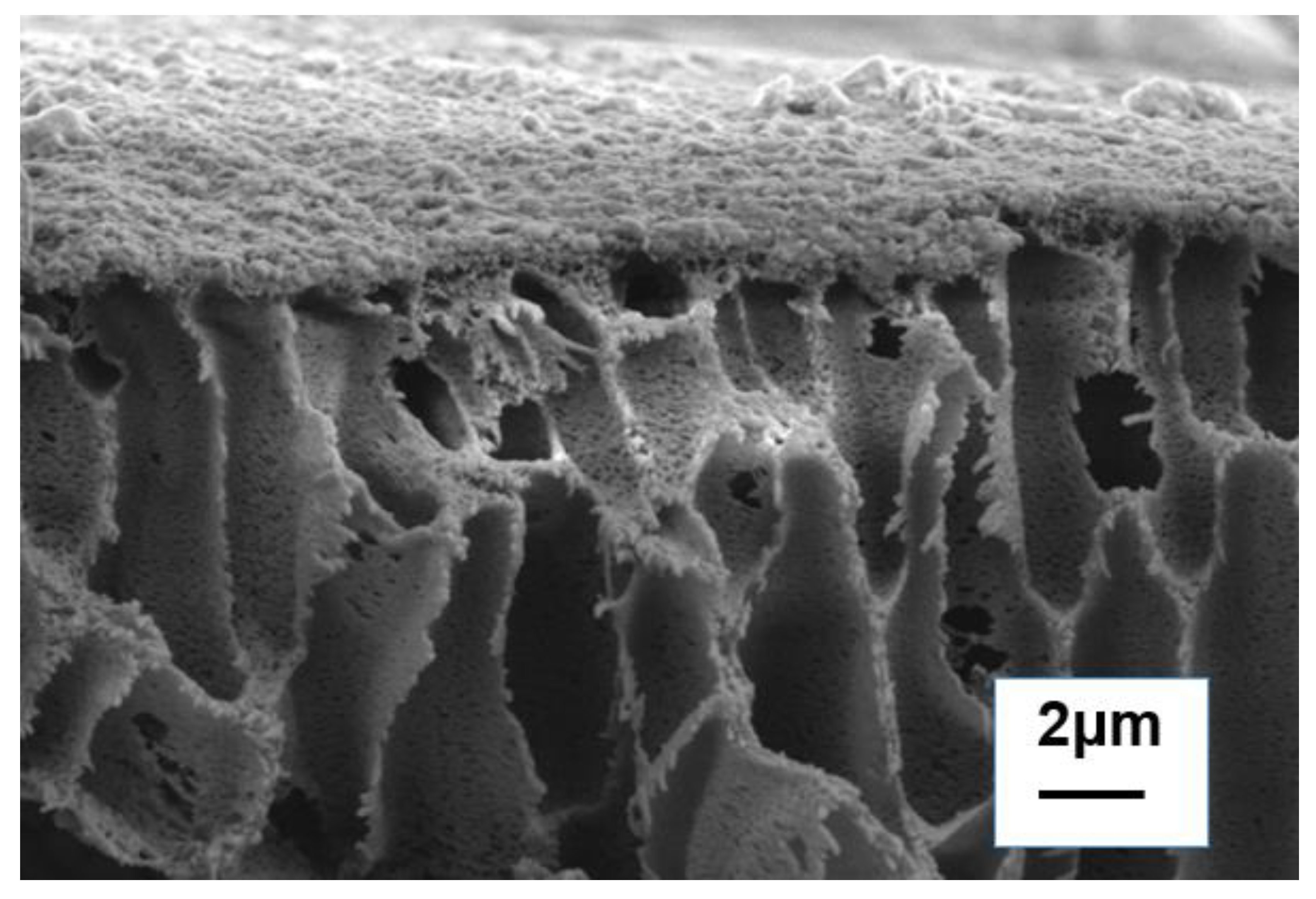 Membranes 13 00638 g006