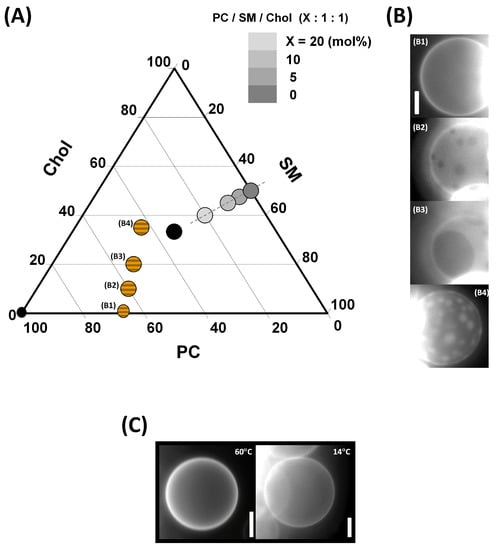 Membranes 13 00652 g0a1