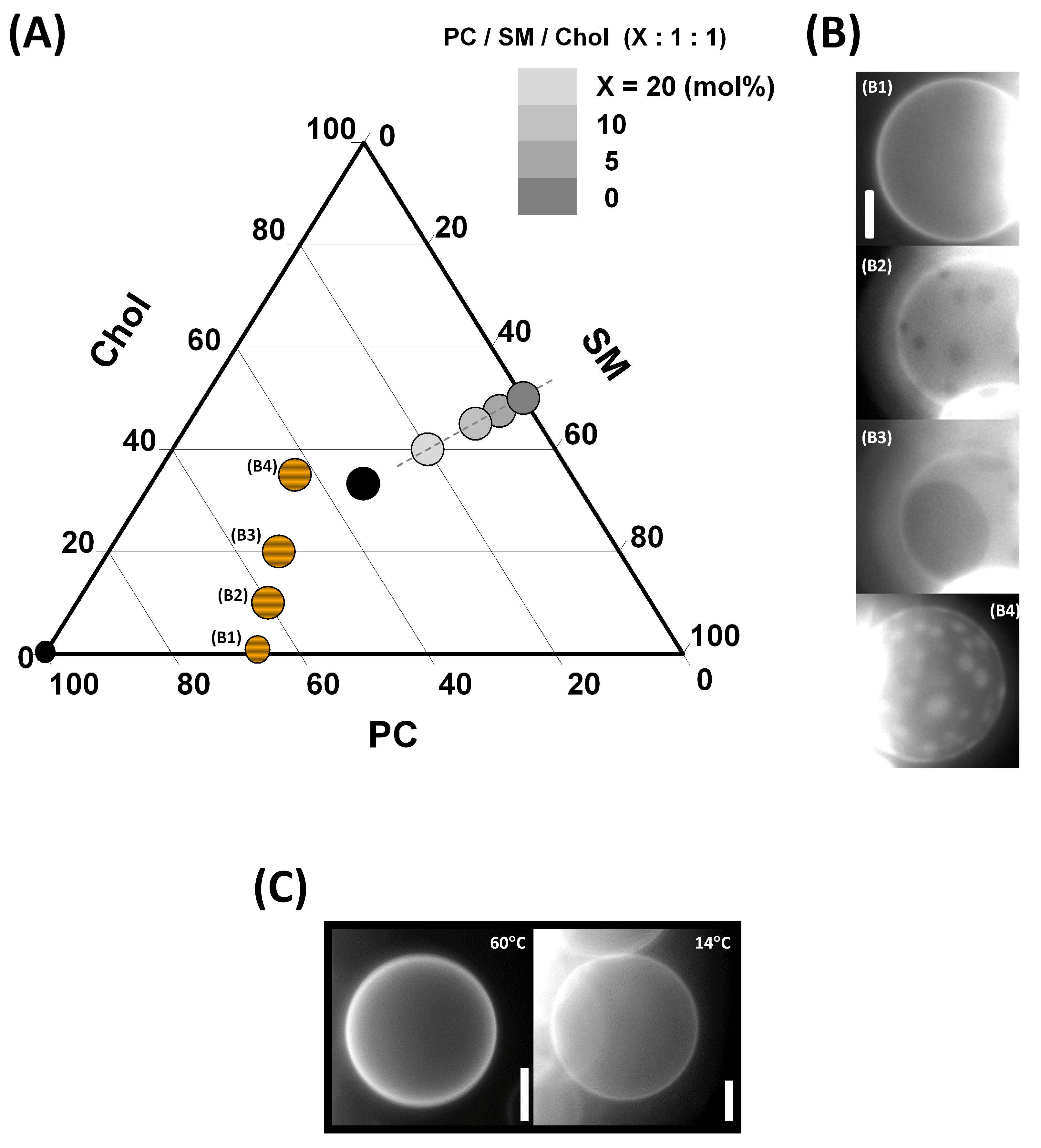 Membranes 13 00652 g0a1 Membranes 13 00652 g0a1