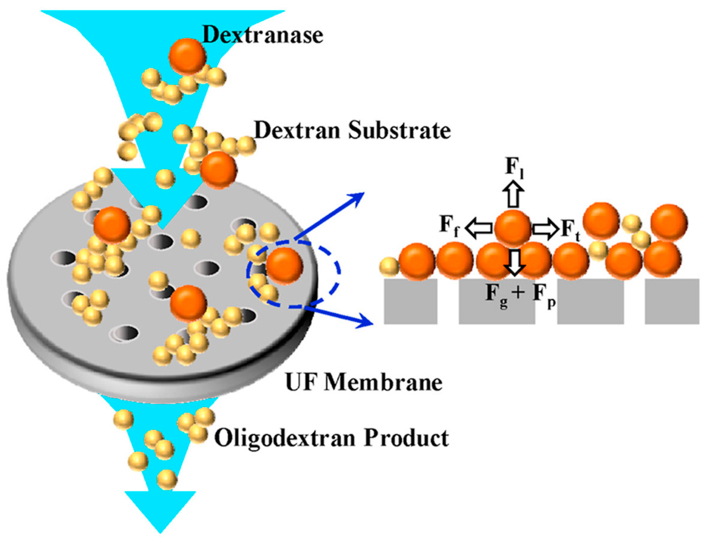 Membranes 13 00673 g004