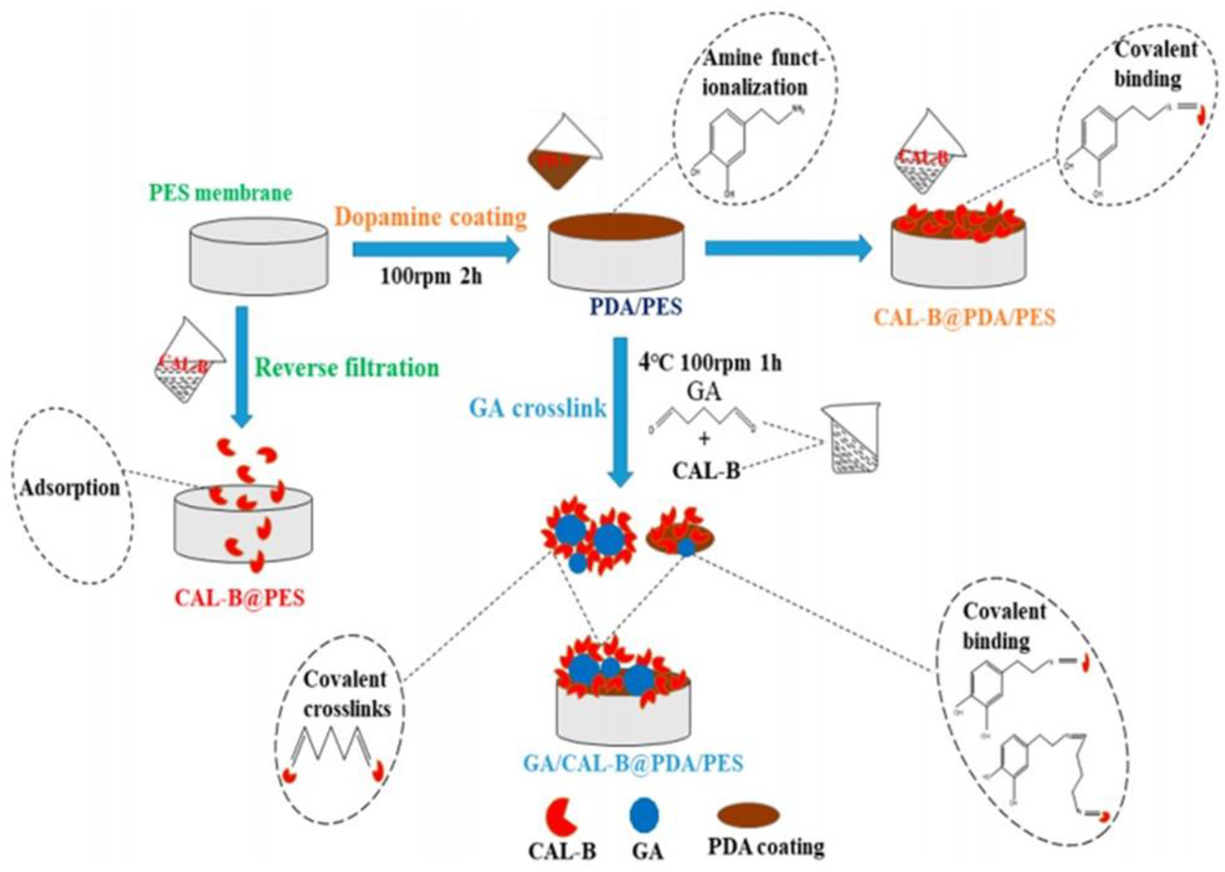 Membranes 13 00673 g010