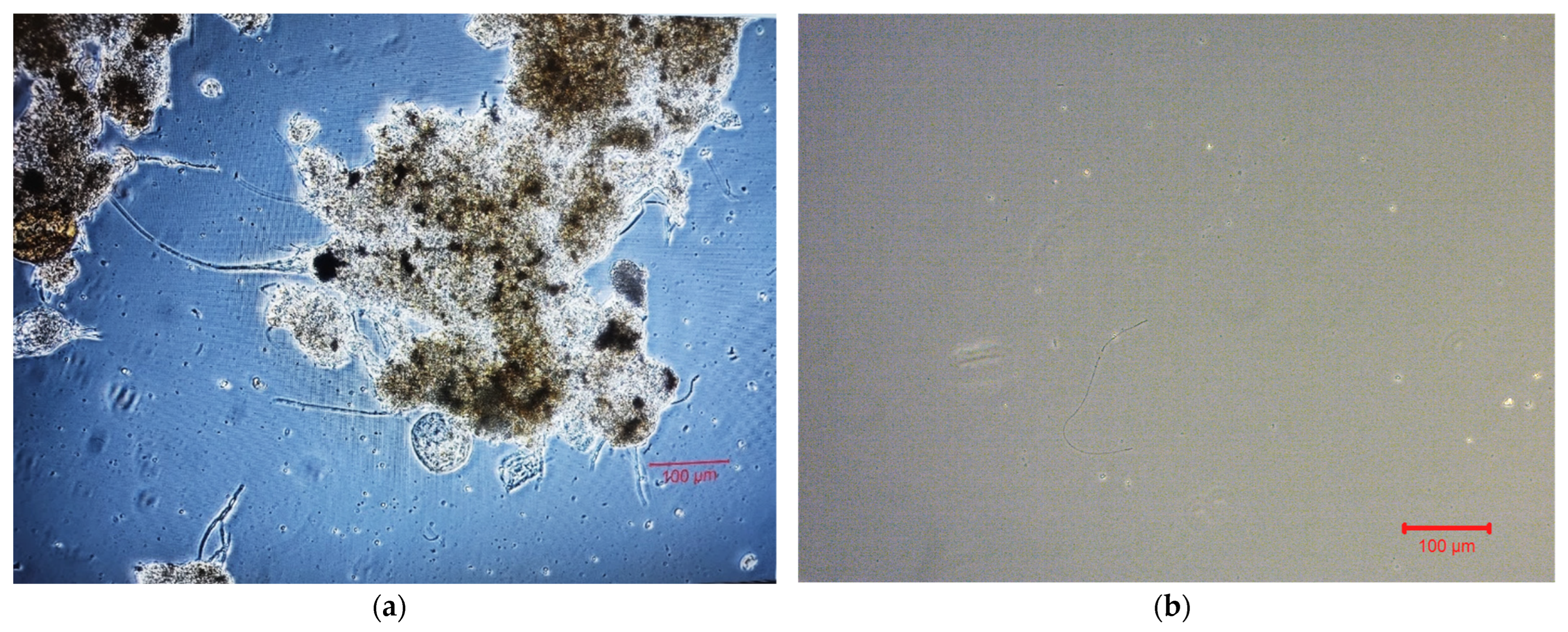 Membranes 13 00690 g013