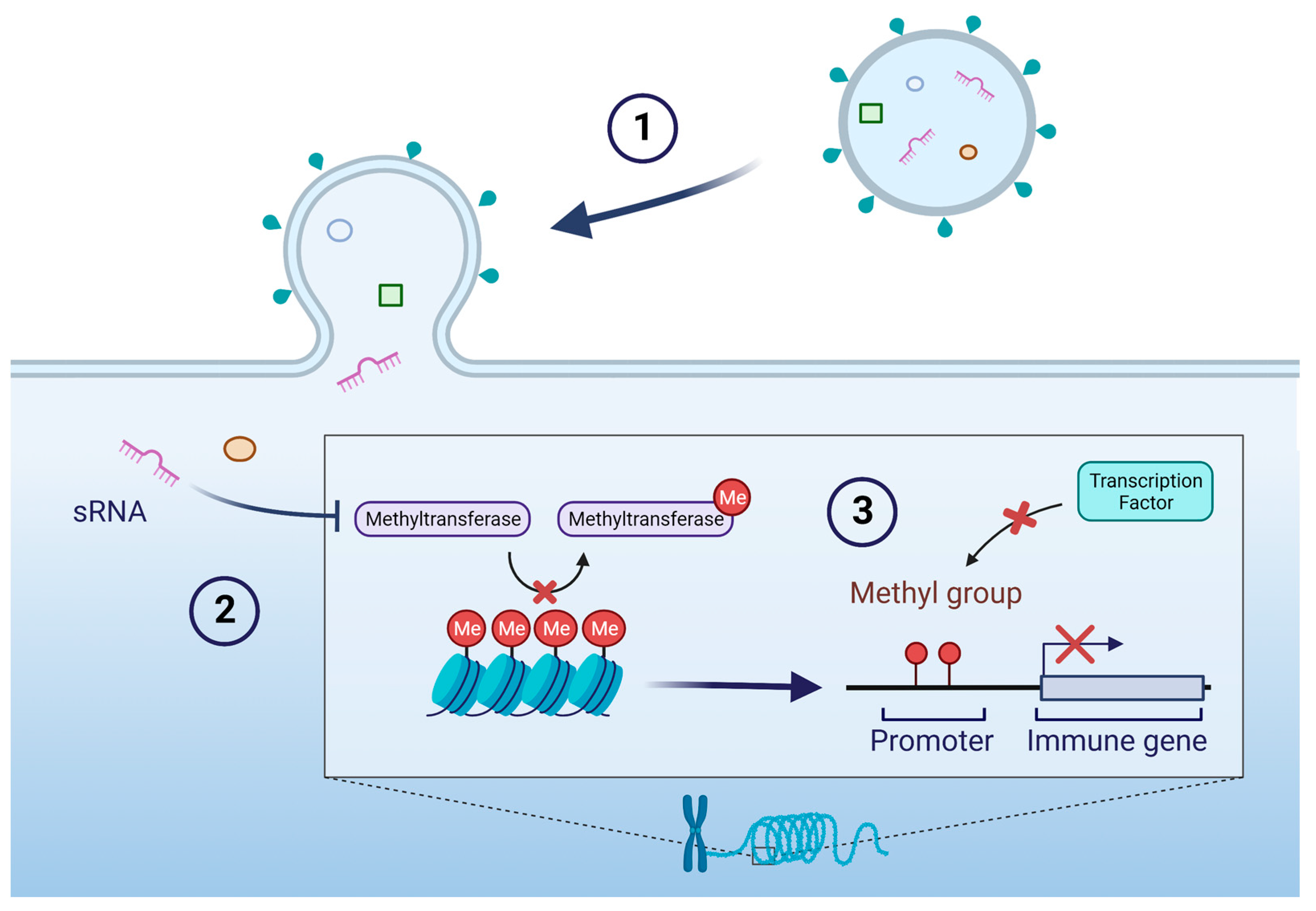 Membranes 13 00752 g003