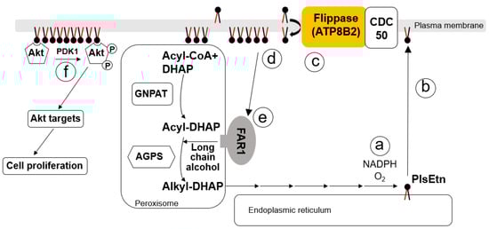 Membranes 13 00764 g001