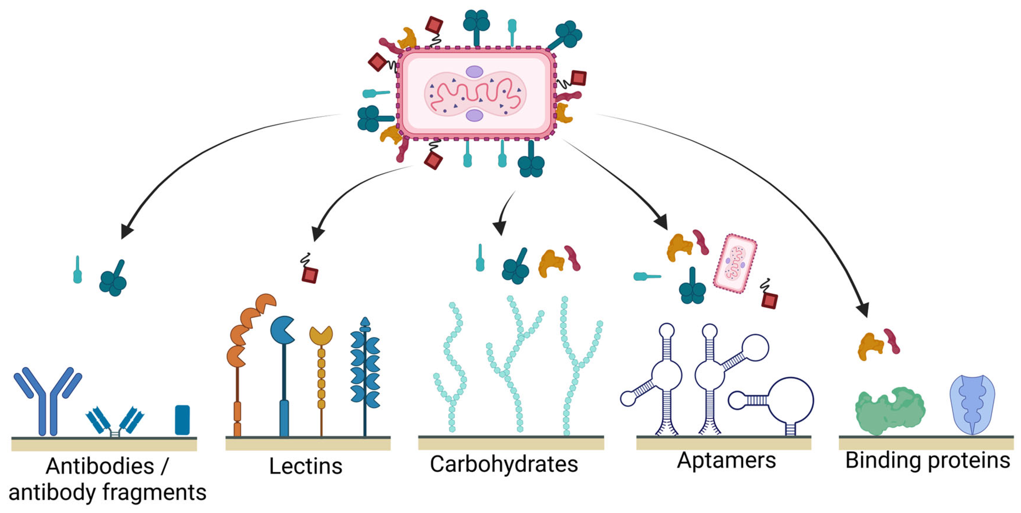 Membranes 13 00770 g002