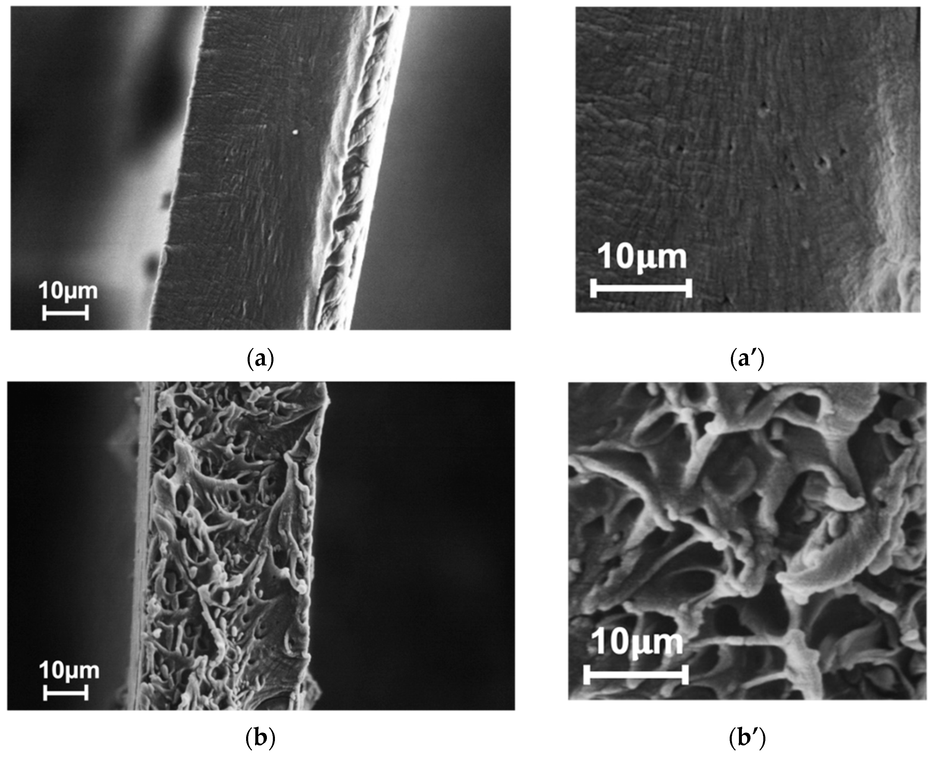Membranes 13 00805 g004