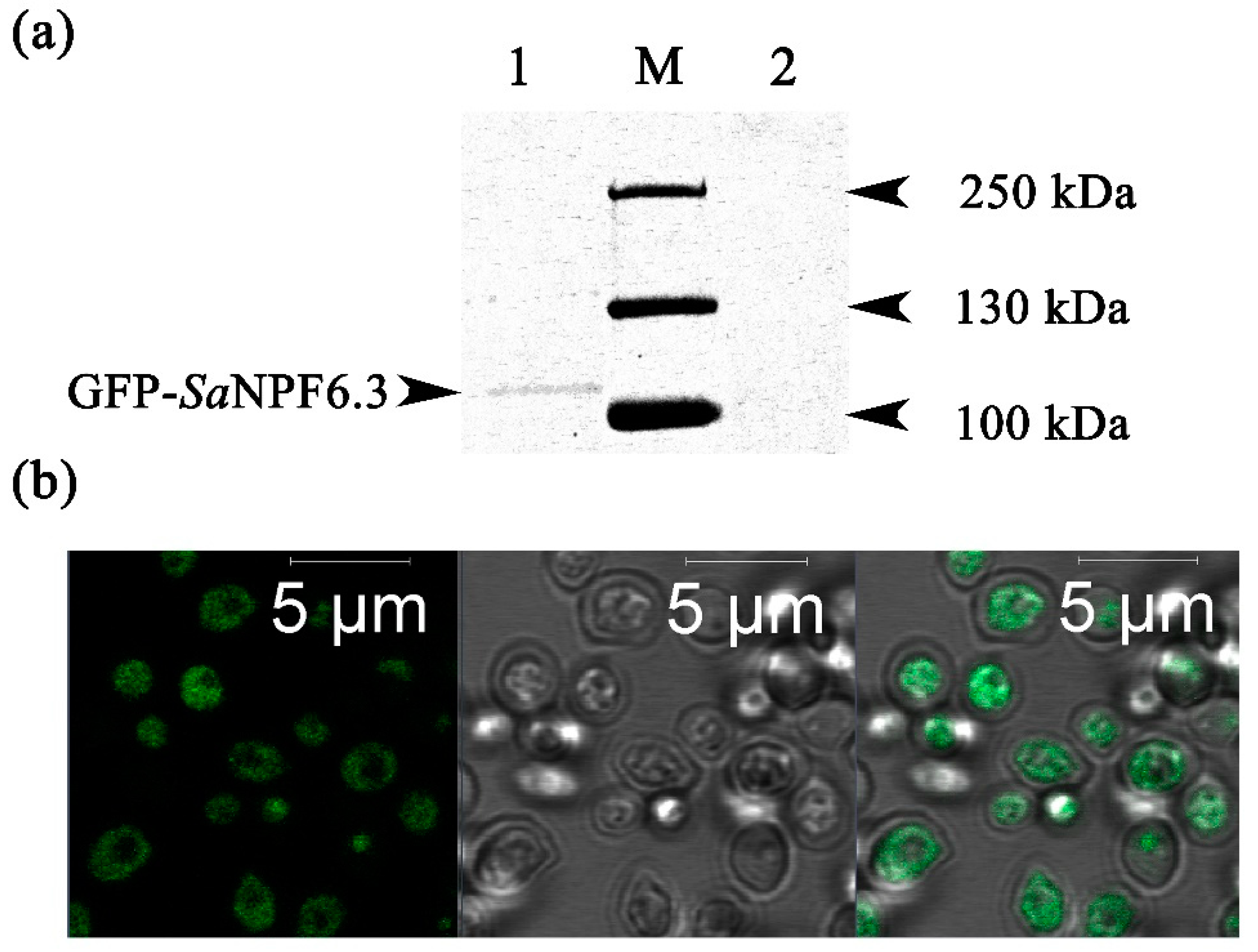 Membranes 13 00845 g004