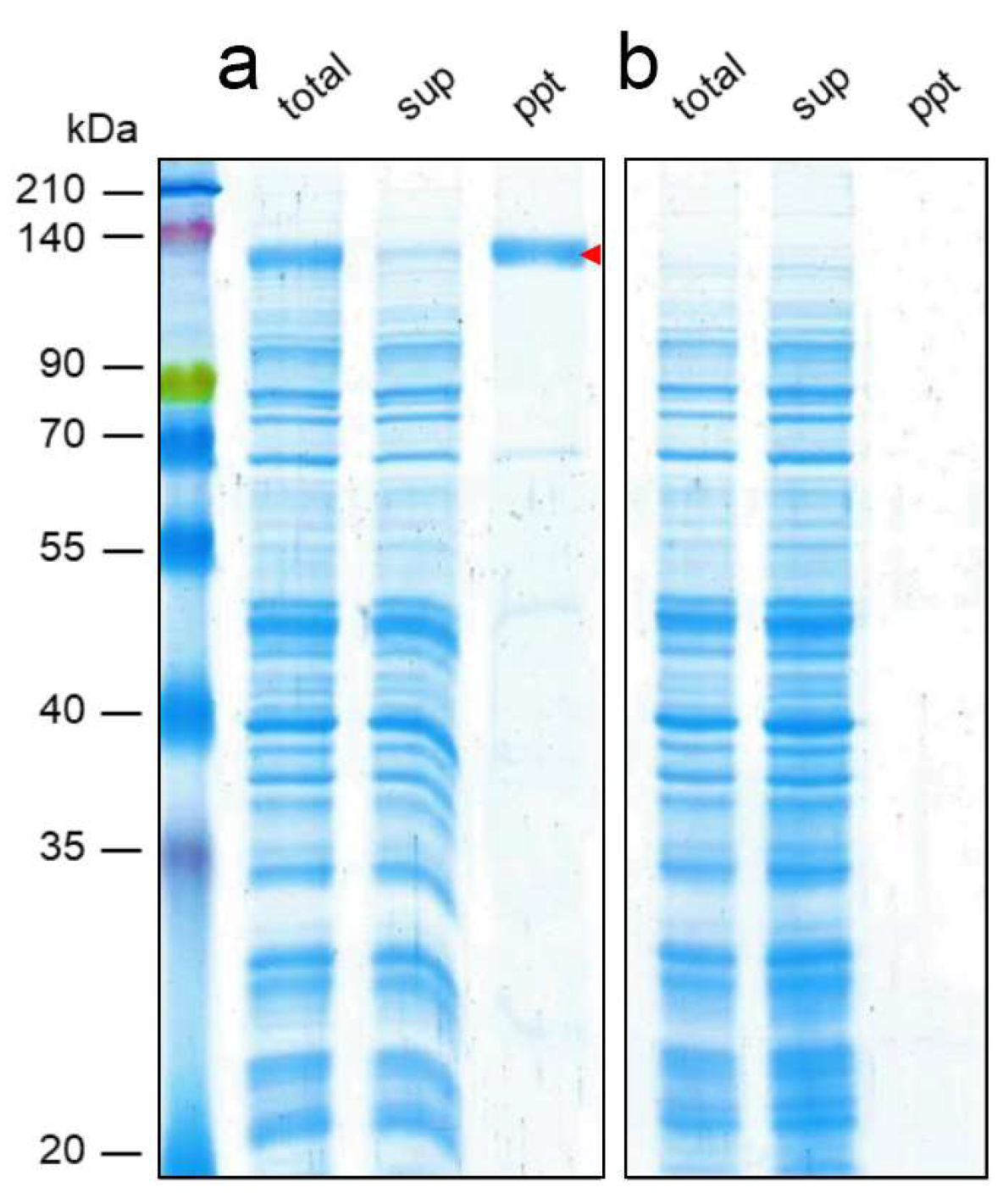 Membranes 13 00854 g001