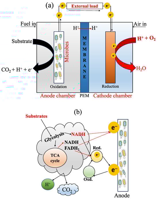 Membranes 13 00884 g001