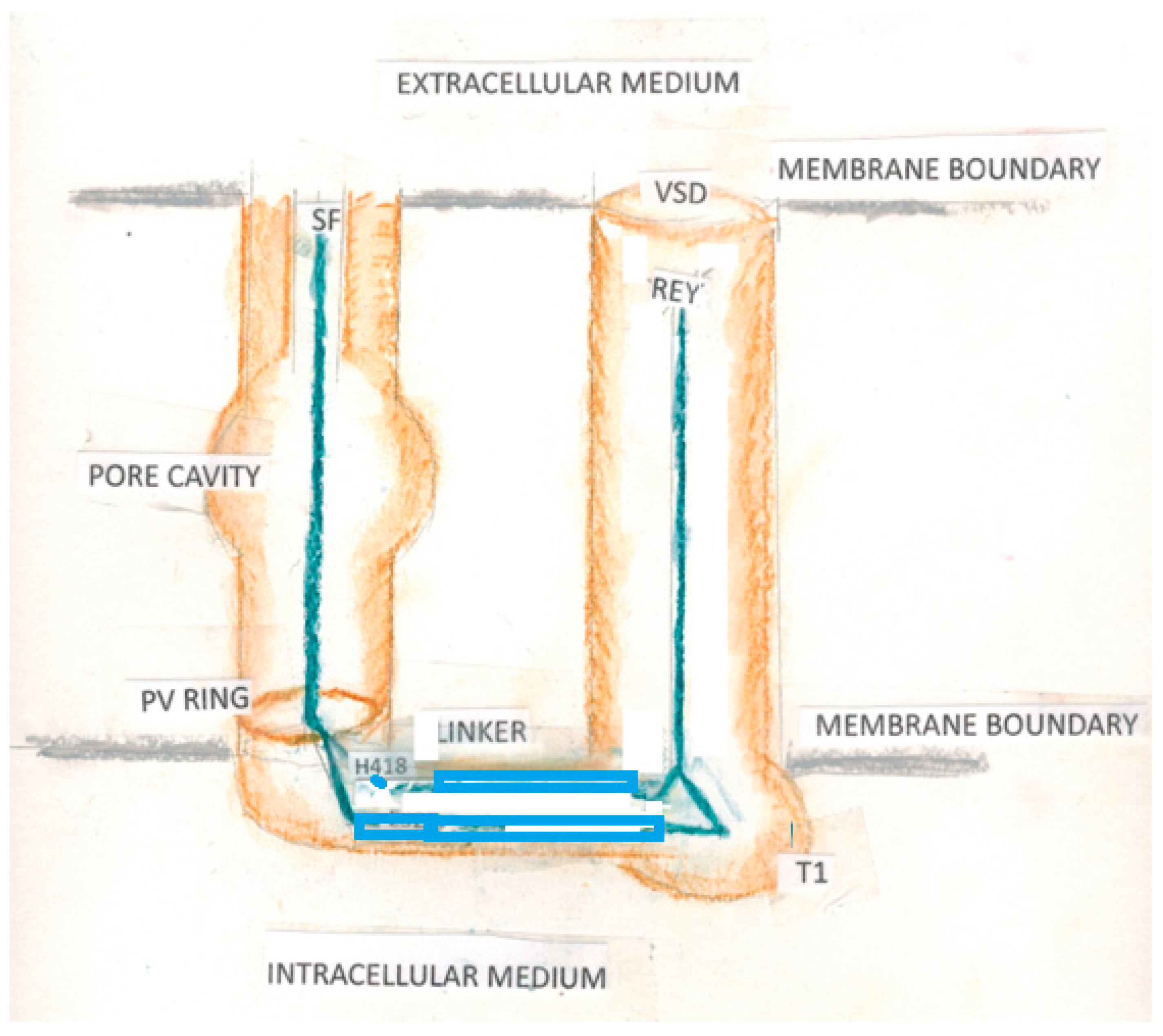 Membranes 14 00037 g005